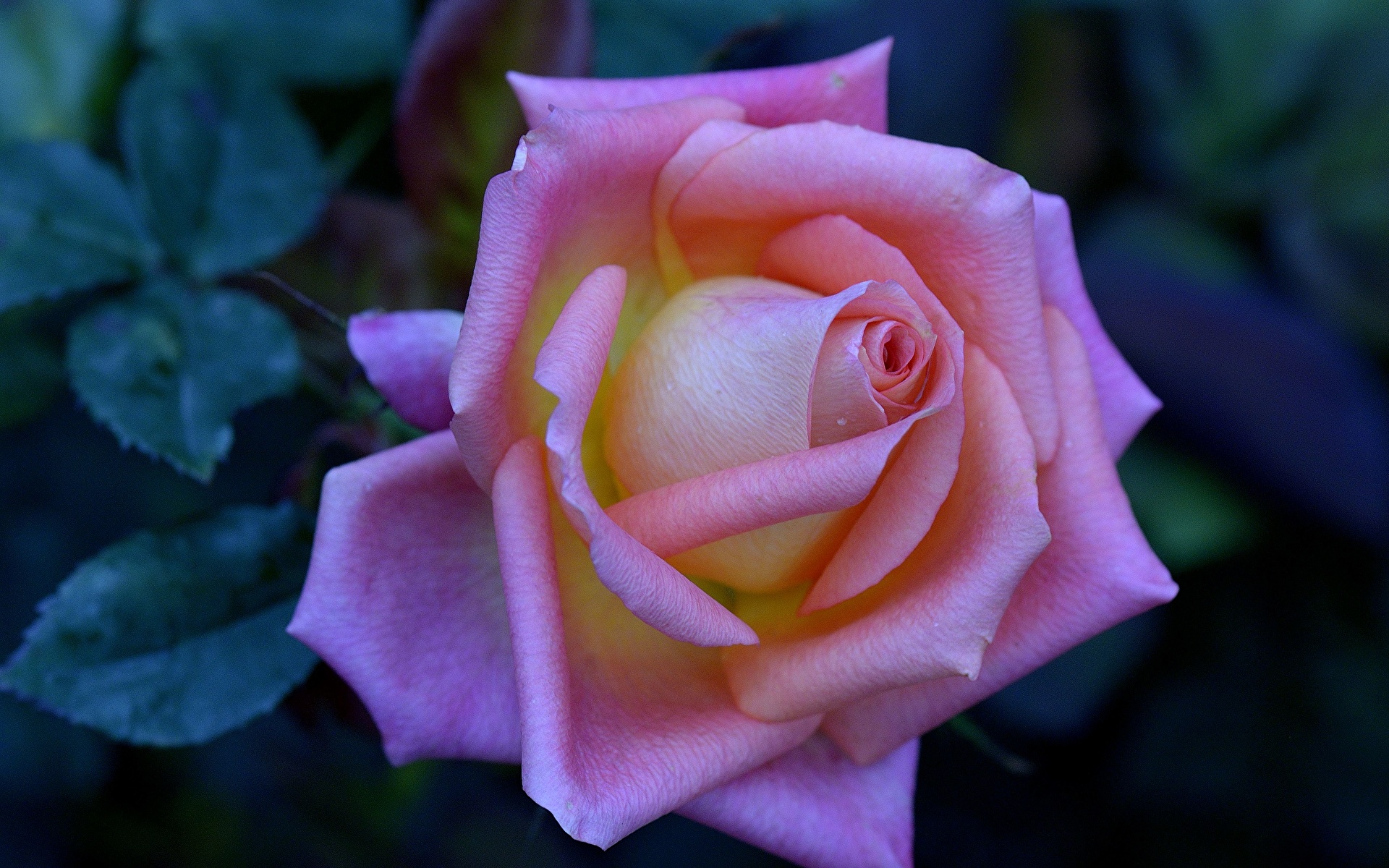 Foto Rosor skär blomma Närbild 1920x1200 ros Rosa färg Blommor