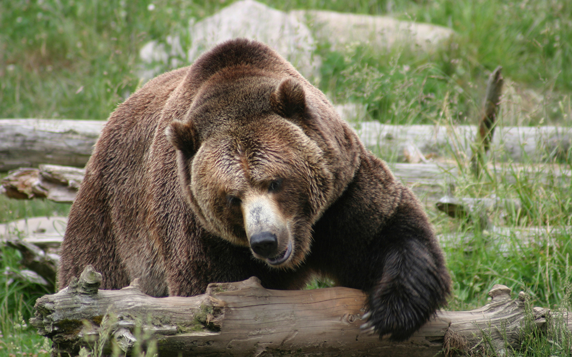 Pictures Brown Bears bear Wood log Animals 1920x1200