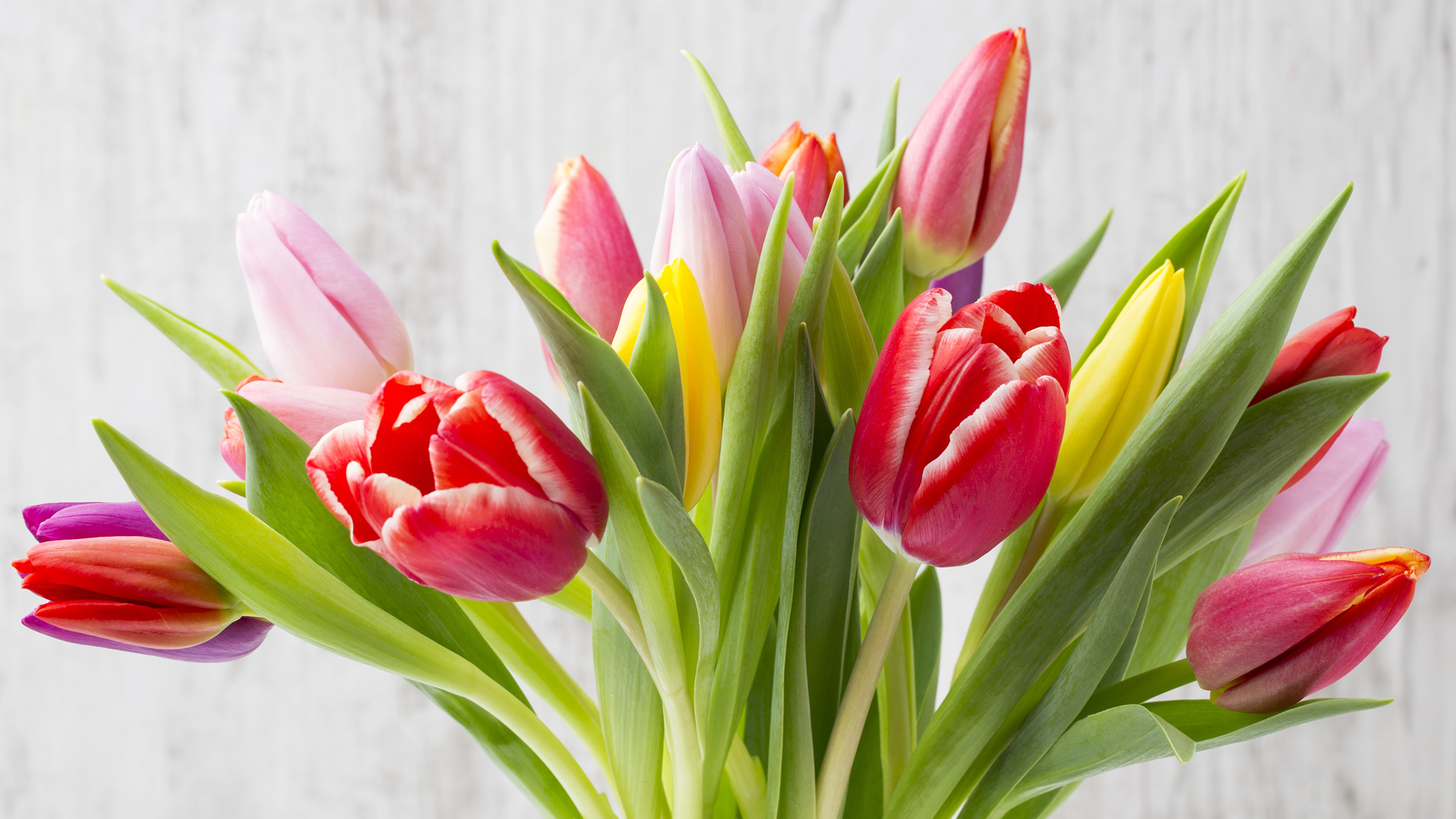 Images Tulips Flowers Closeup 3840x2160