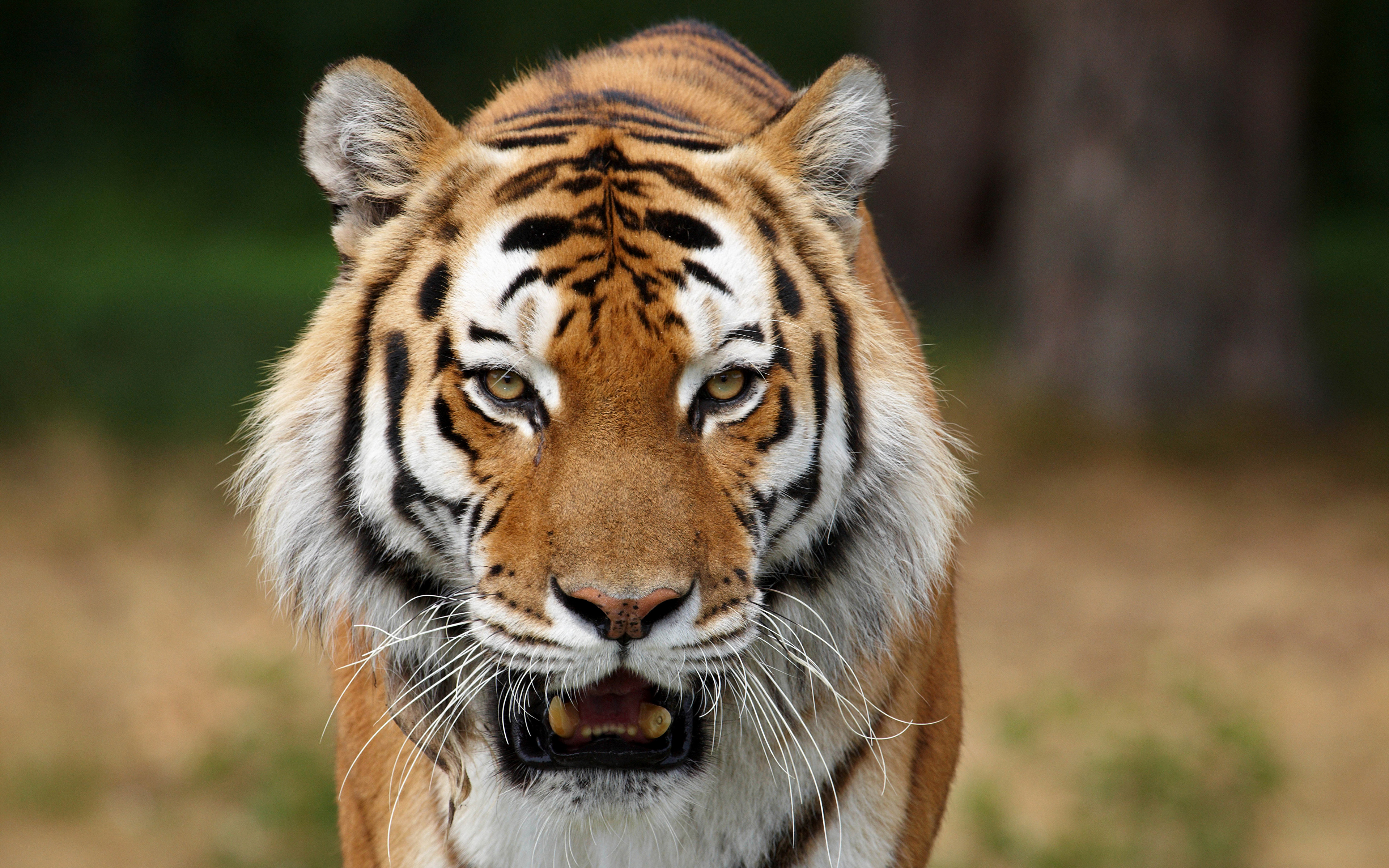 Animals youtube. Тайгер тигр. Тигр 2 p. Тигр морда. Дикие звери.