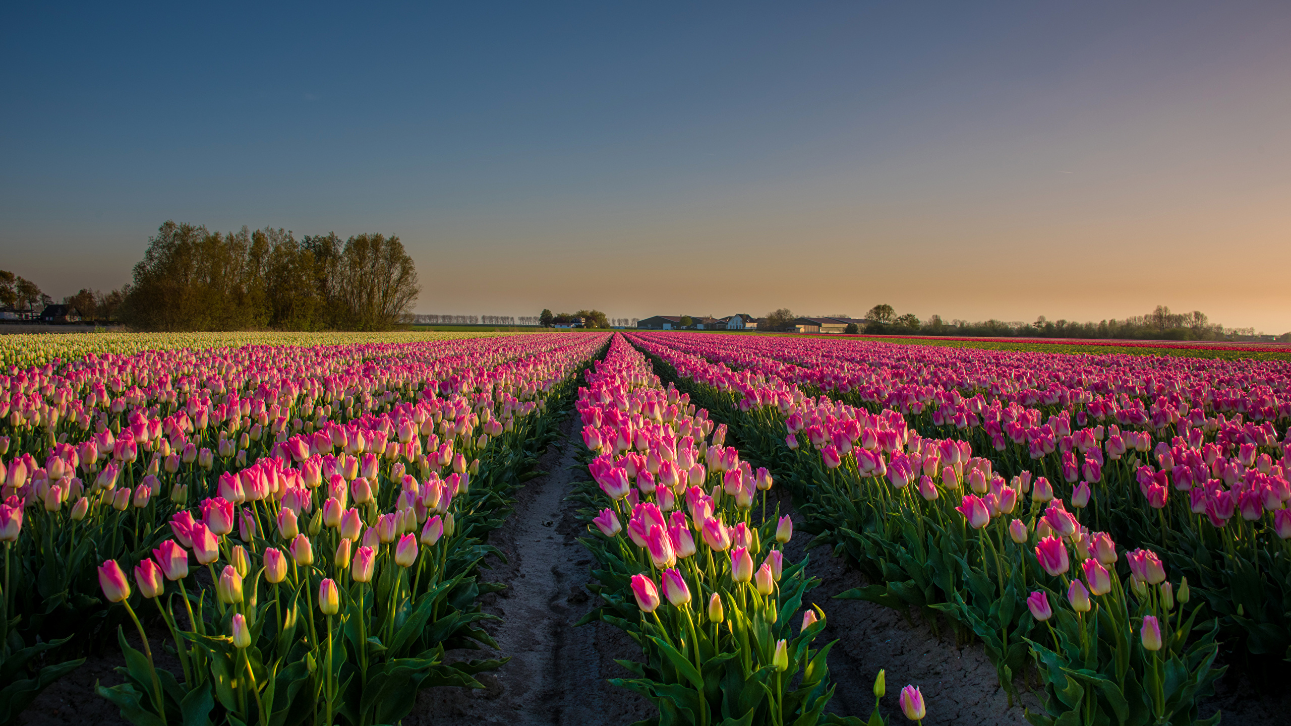 壁紙 2560x1440 オランダ 風景写真 畑 チューリップ たくさん 朝焼けと日没 ピンク 花 ダウンロード 写真