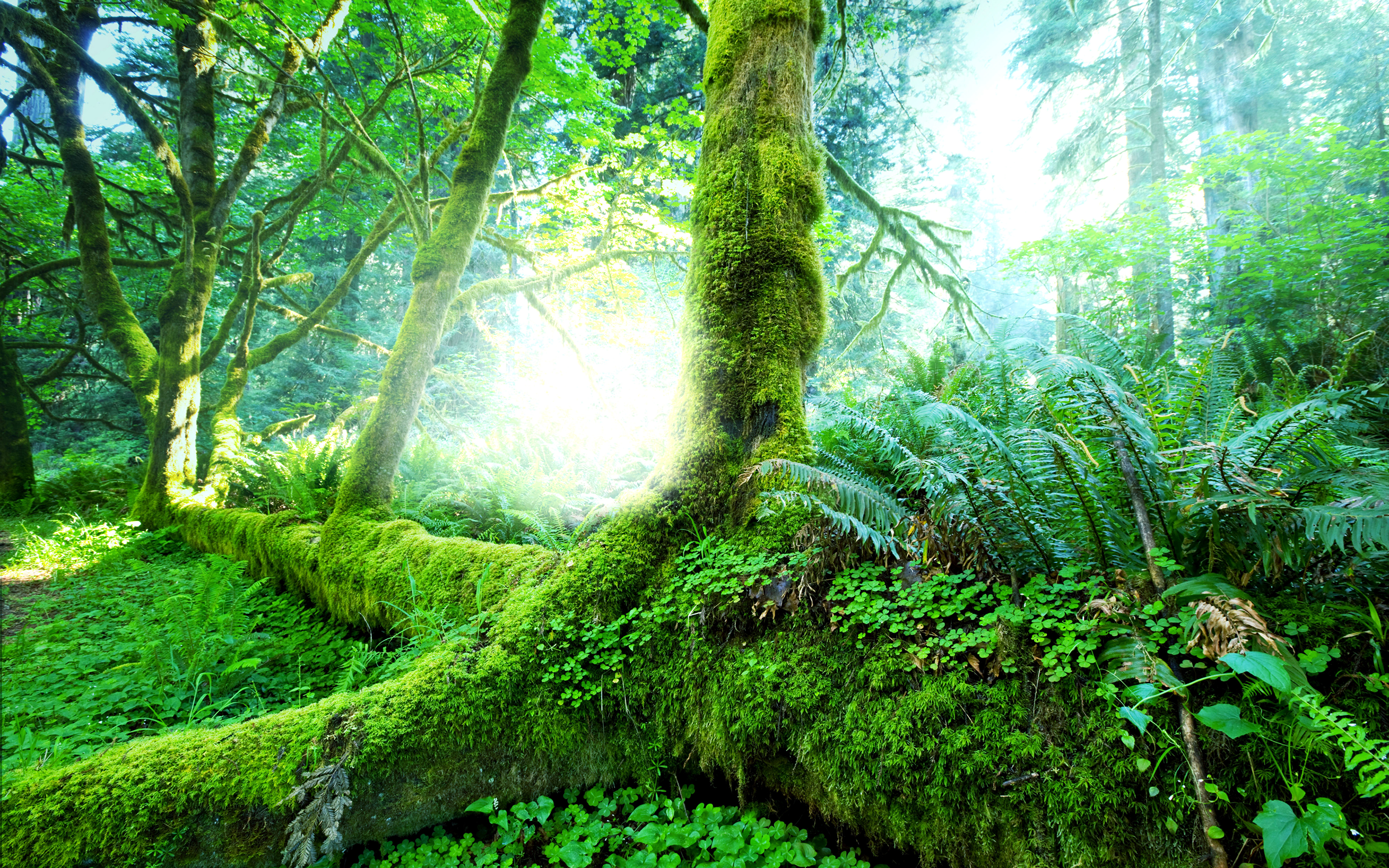 壁紙 3840x2400 熱帯 森林 Jungle 木の幹 コケ 自然 ダウンロード 写真