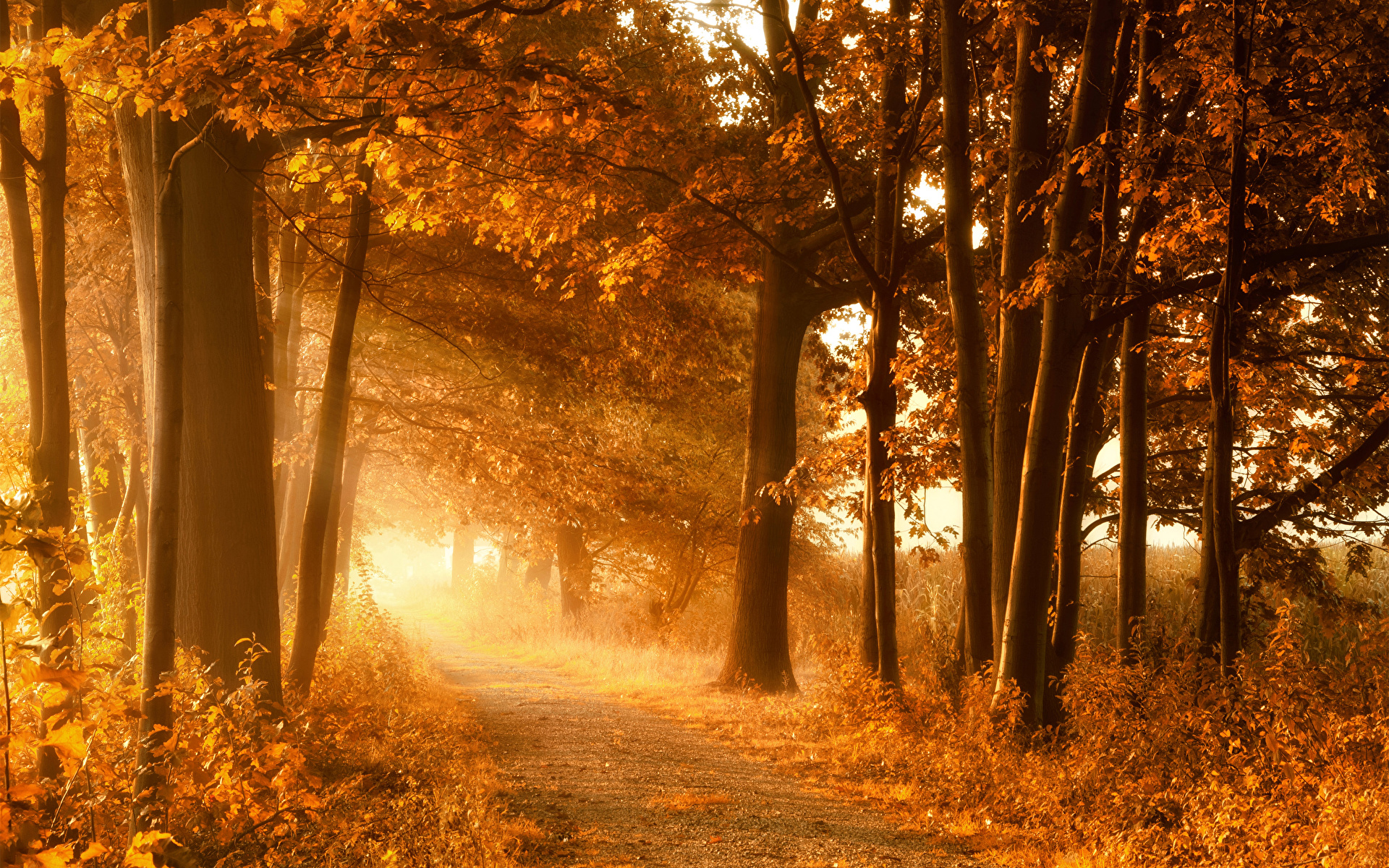 Photo Rays of light Autumn Nature Trees Seasons 1920x1200