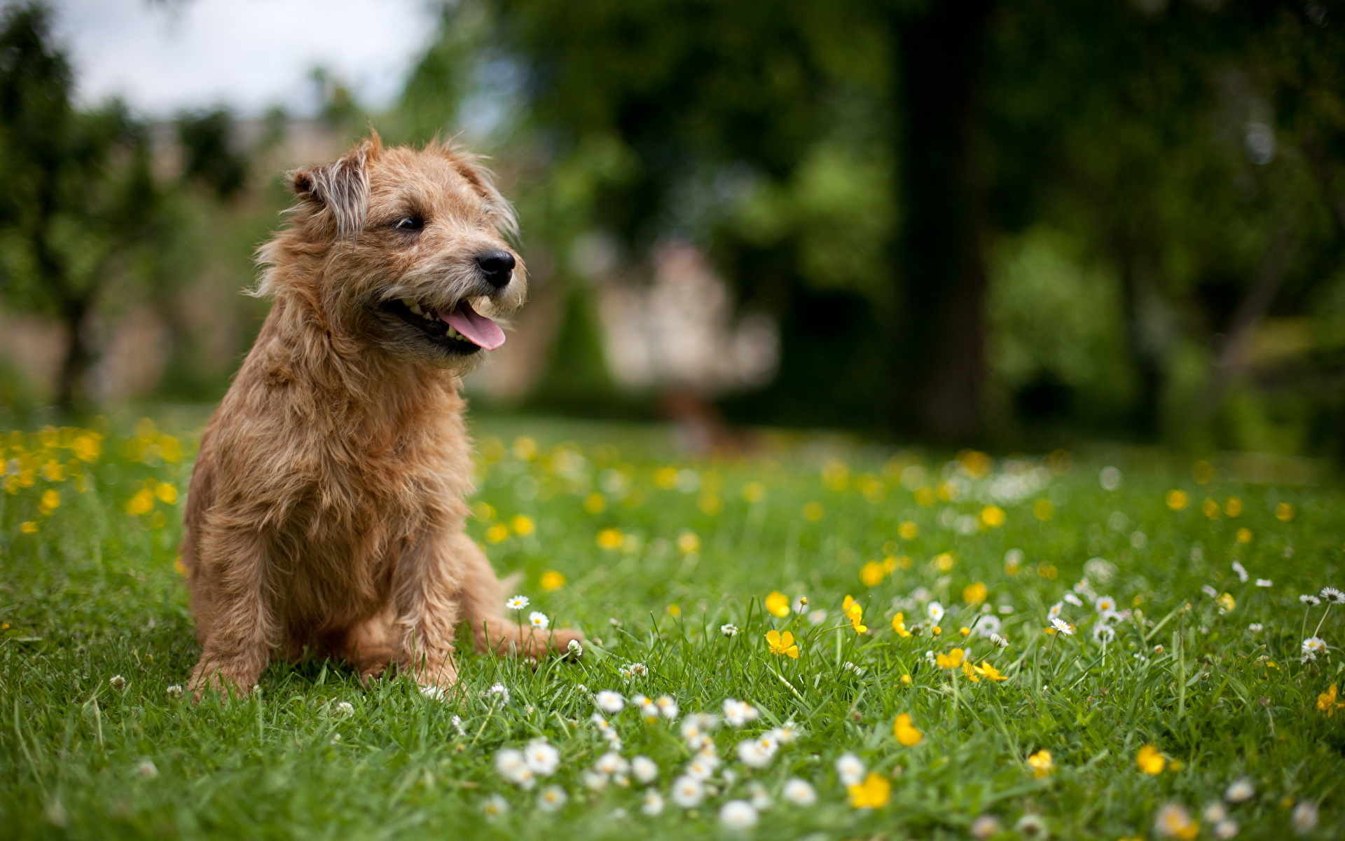 Photo Norwich terrier dog Animals 1920x1200