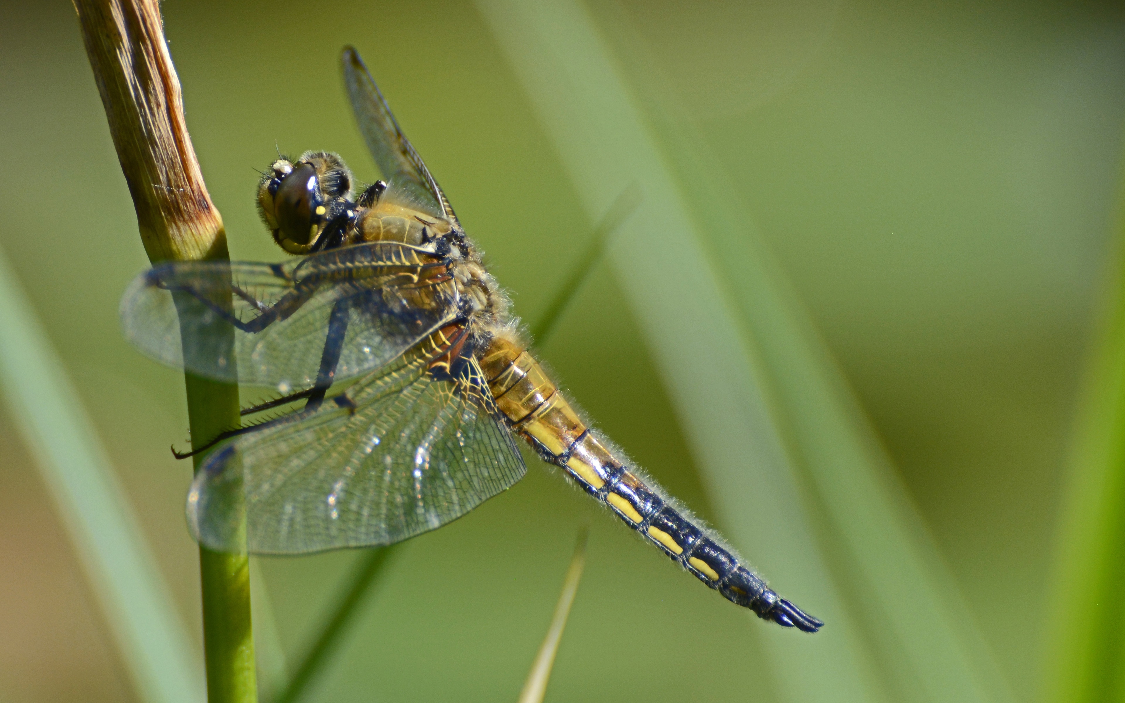 Pictures Dragonflies Closeup Animals 3840x2400