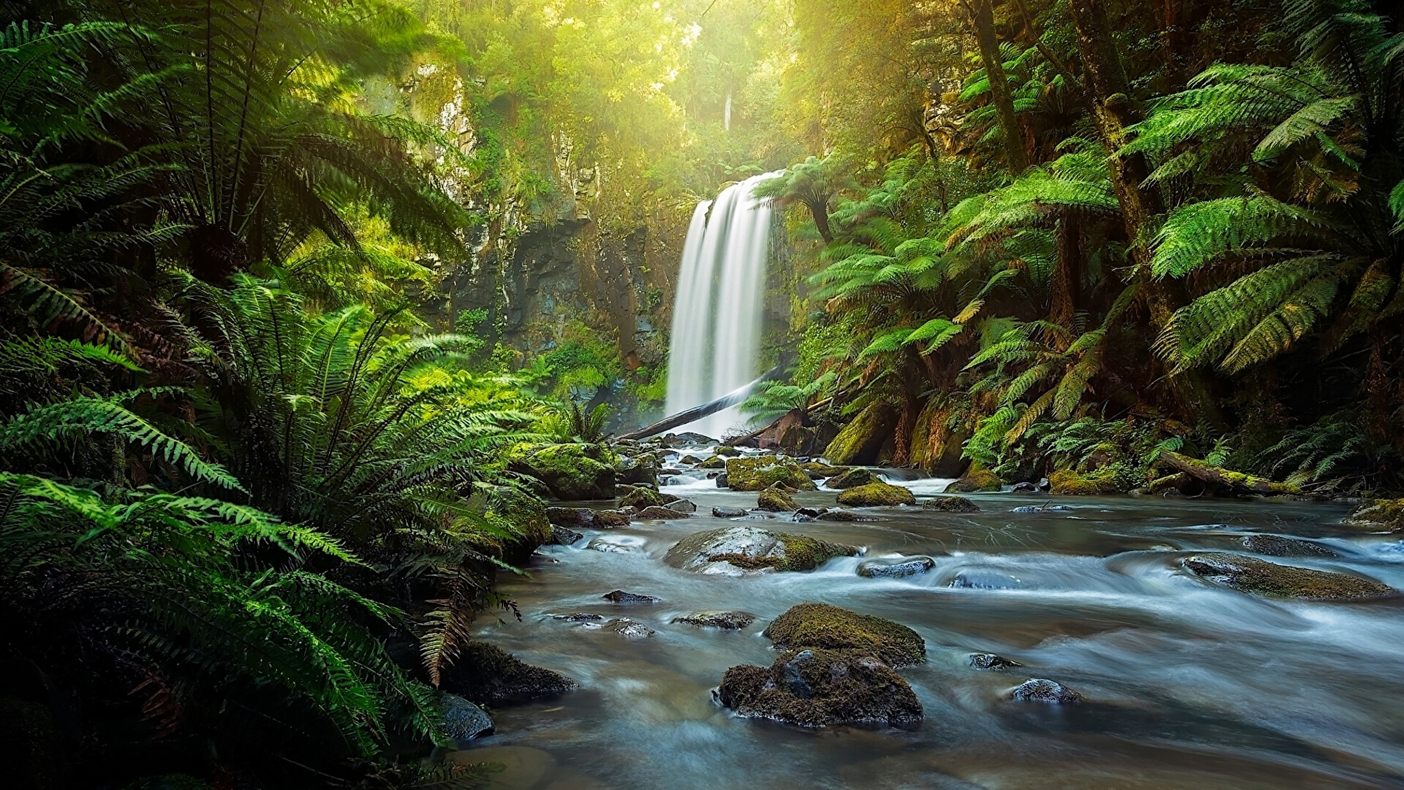 Jungle water. Национальный парк great Otway. Водопад Хоуптон. Тропический лес. Обои джунгли.