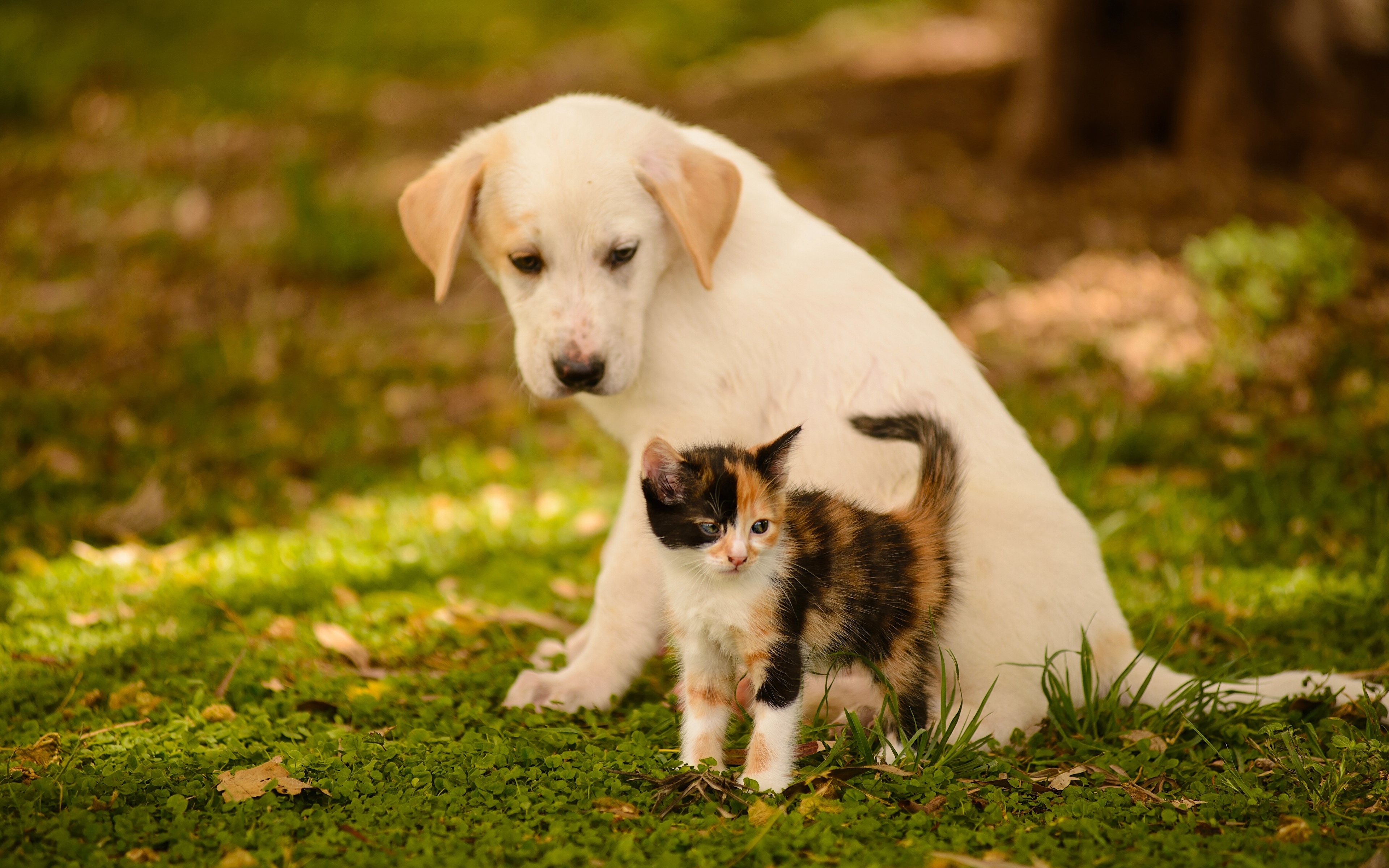 Кошечки собачки мир