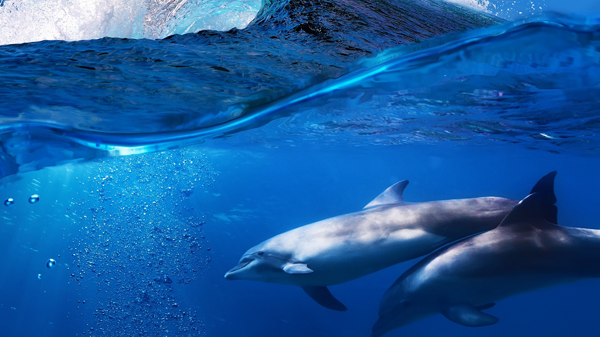 Desktop Wallpapers Dolphins Sea Waves Animal 19x1080