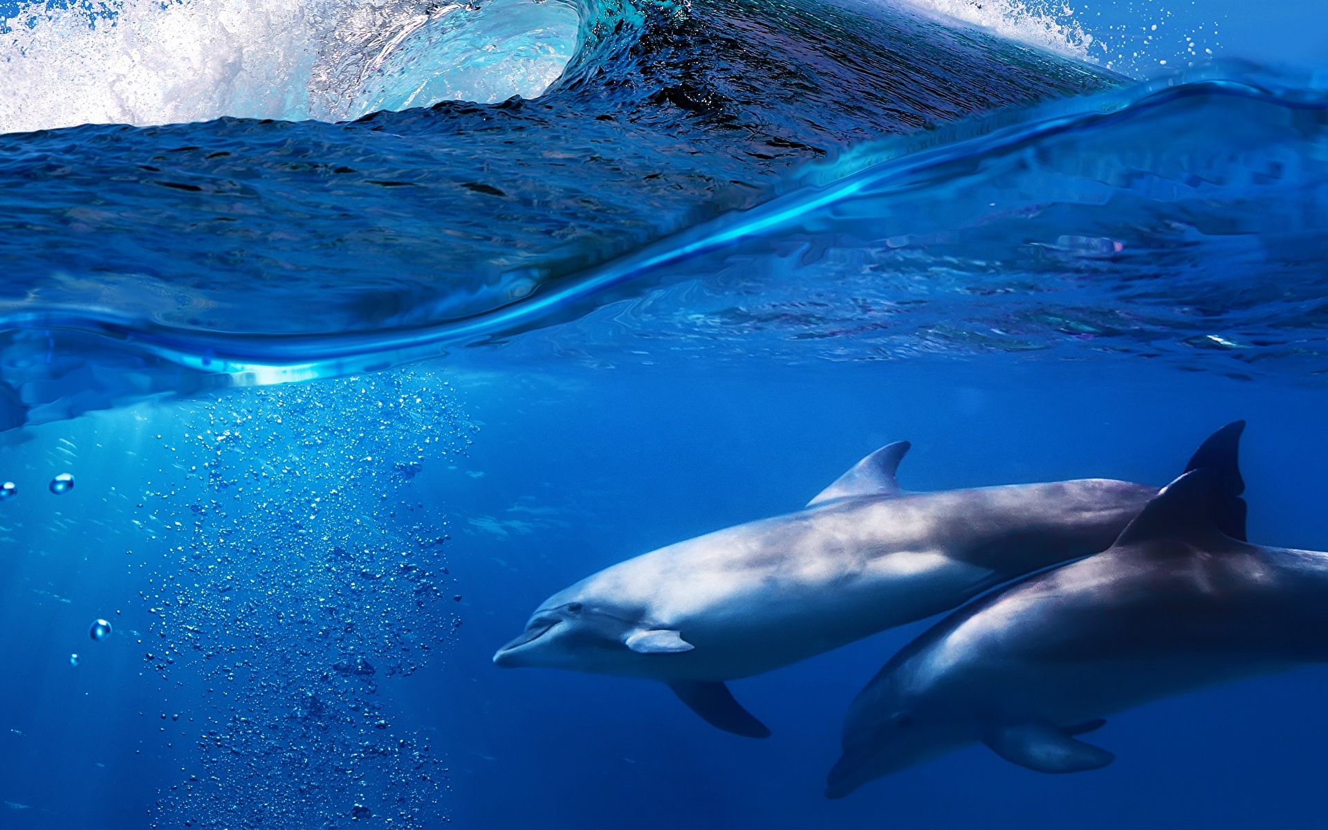 Desktop Wallpapers Dolphins Sea Waves Animal 19x10