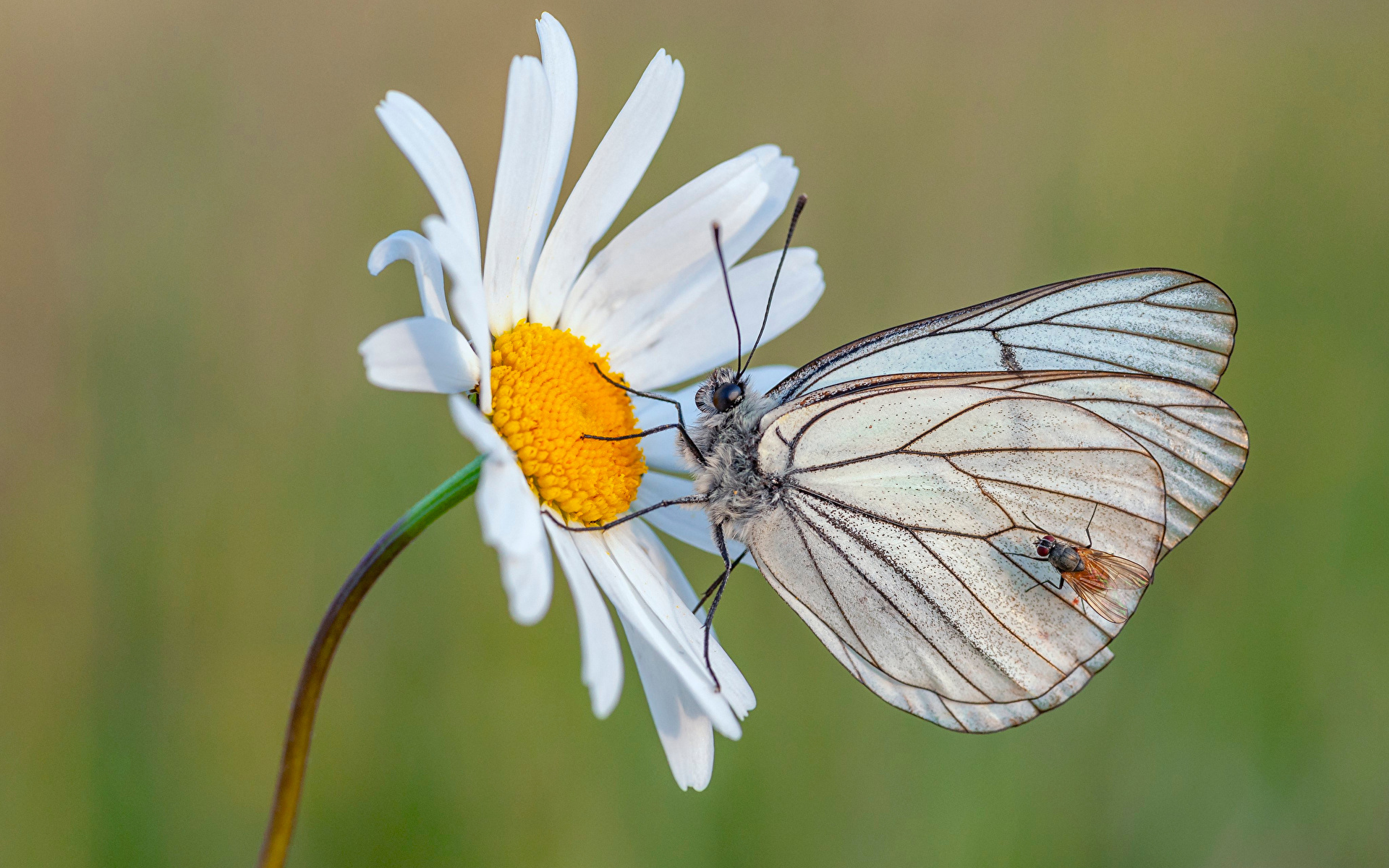 Sfondi del desktop Mosche insecta farfalle black-veined white animale Da vicino 1920x1200 Insetti Farfalla Animali