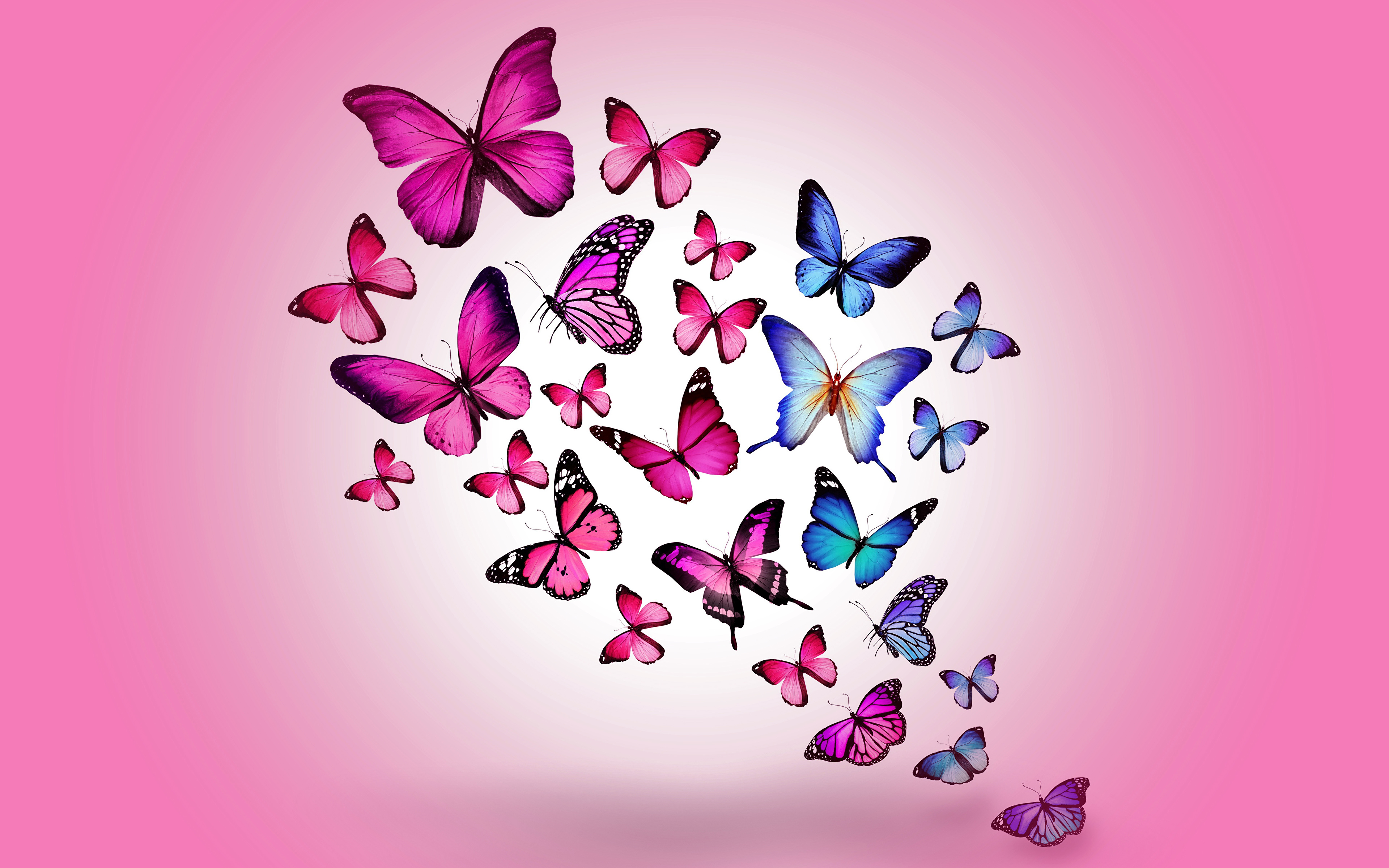Бабочки розовые фон. Бабочки. Обои с бабочками. Фон бабочки. Розовые бабочки.