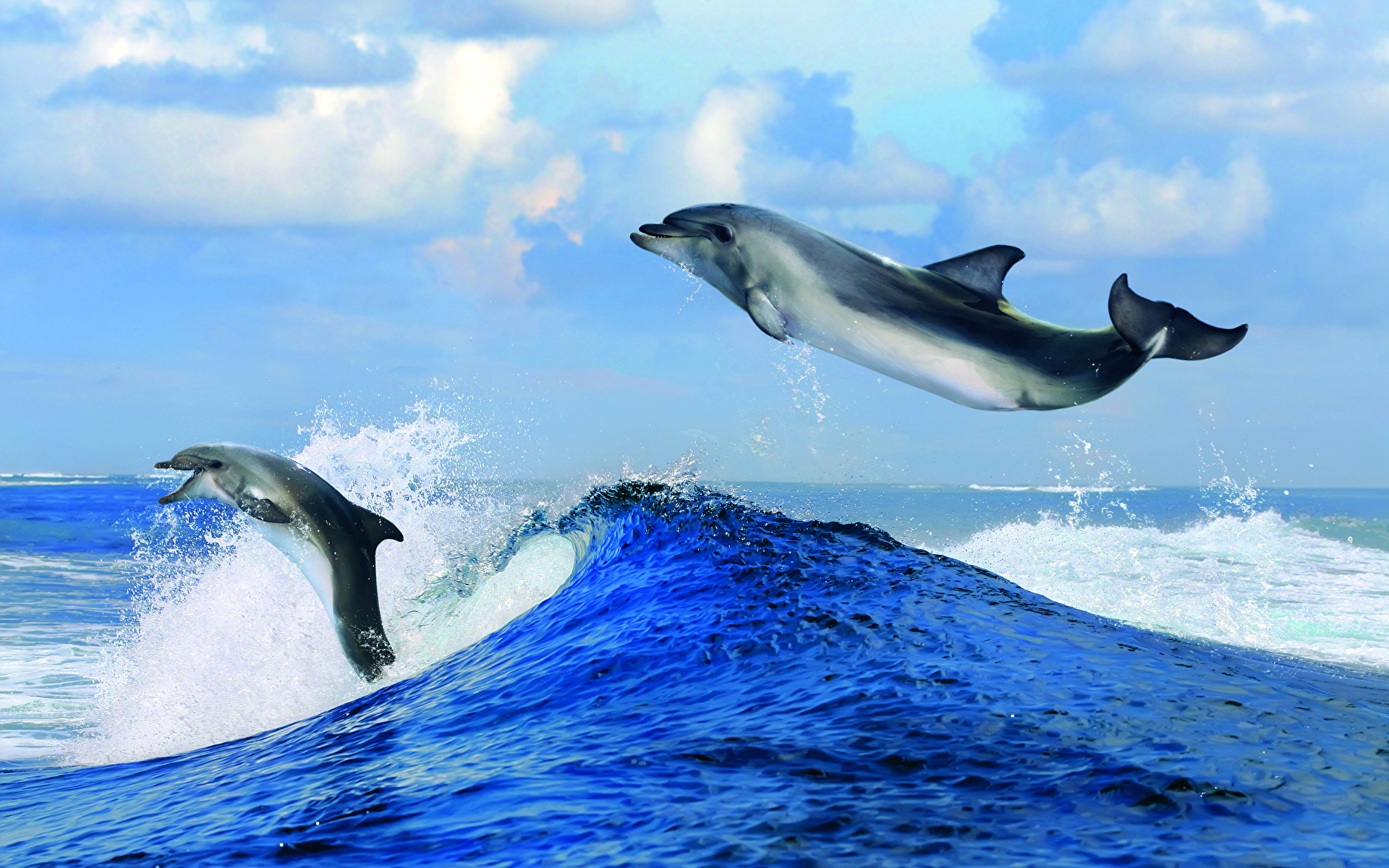 壁紙 19x10 波 イルカ 海 水 2 二つ 飛び 動物 ダウンロード 写真