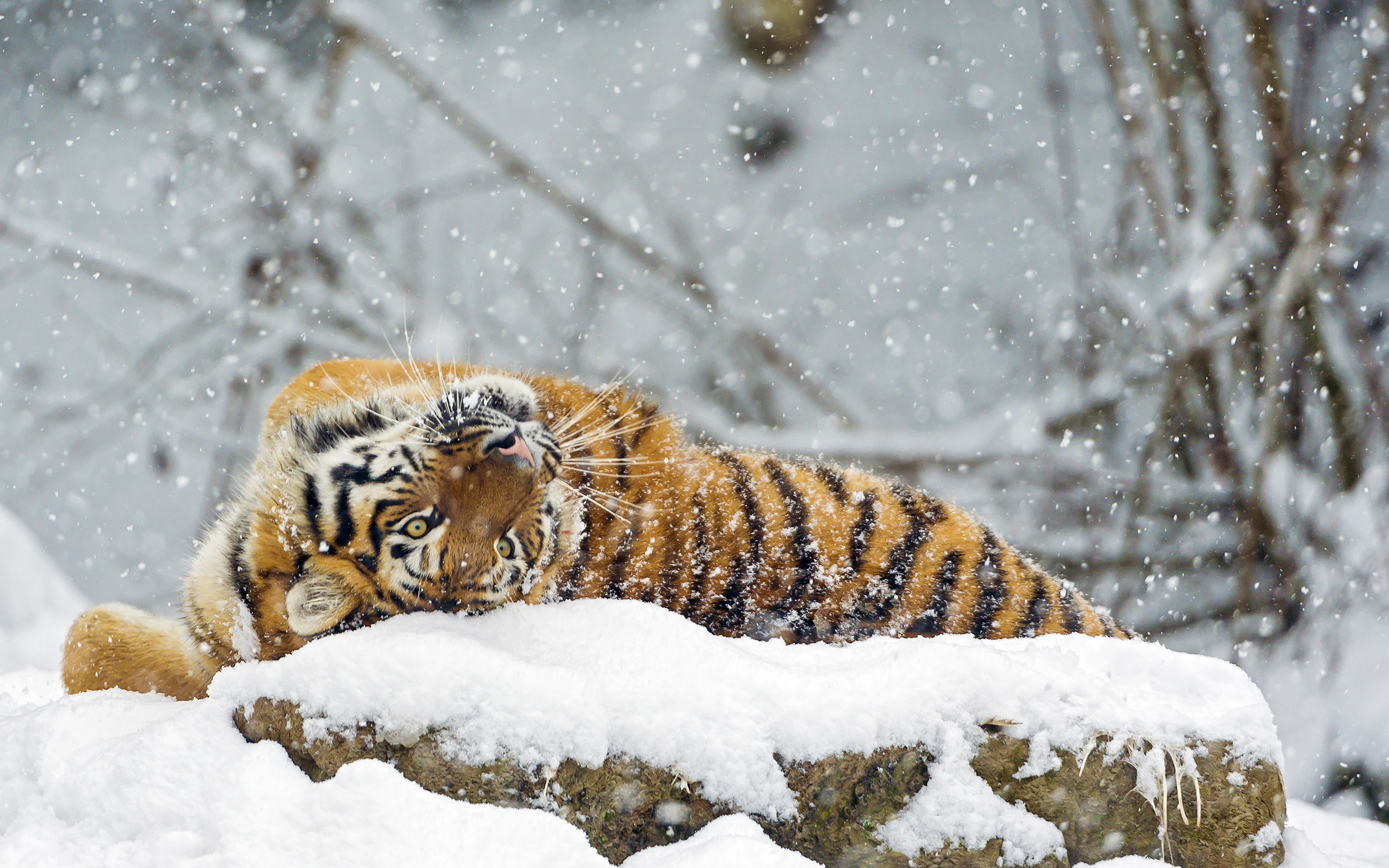 Fonds D Ecran 3840x2400 Fauve Tigre Siberian Neige Flocon De Neige Animaux Telecharger Photo