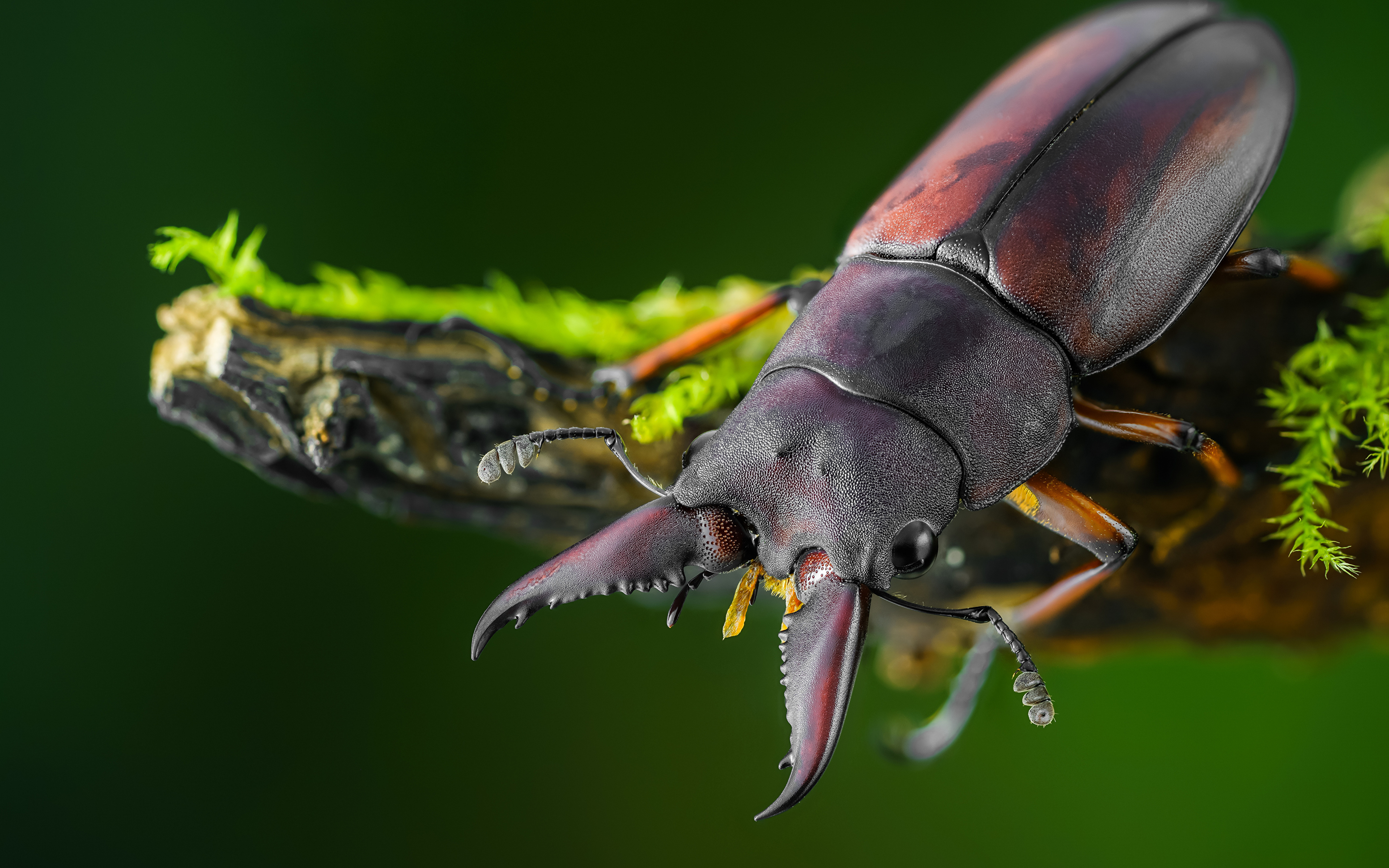 Foto's Kevers Insecten lucanid Dieren Close-up 3840x2400 een dier van dichtbij