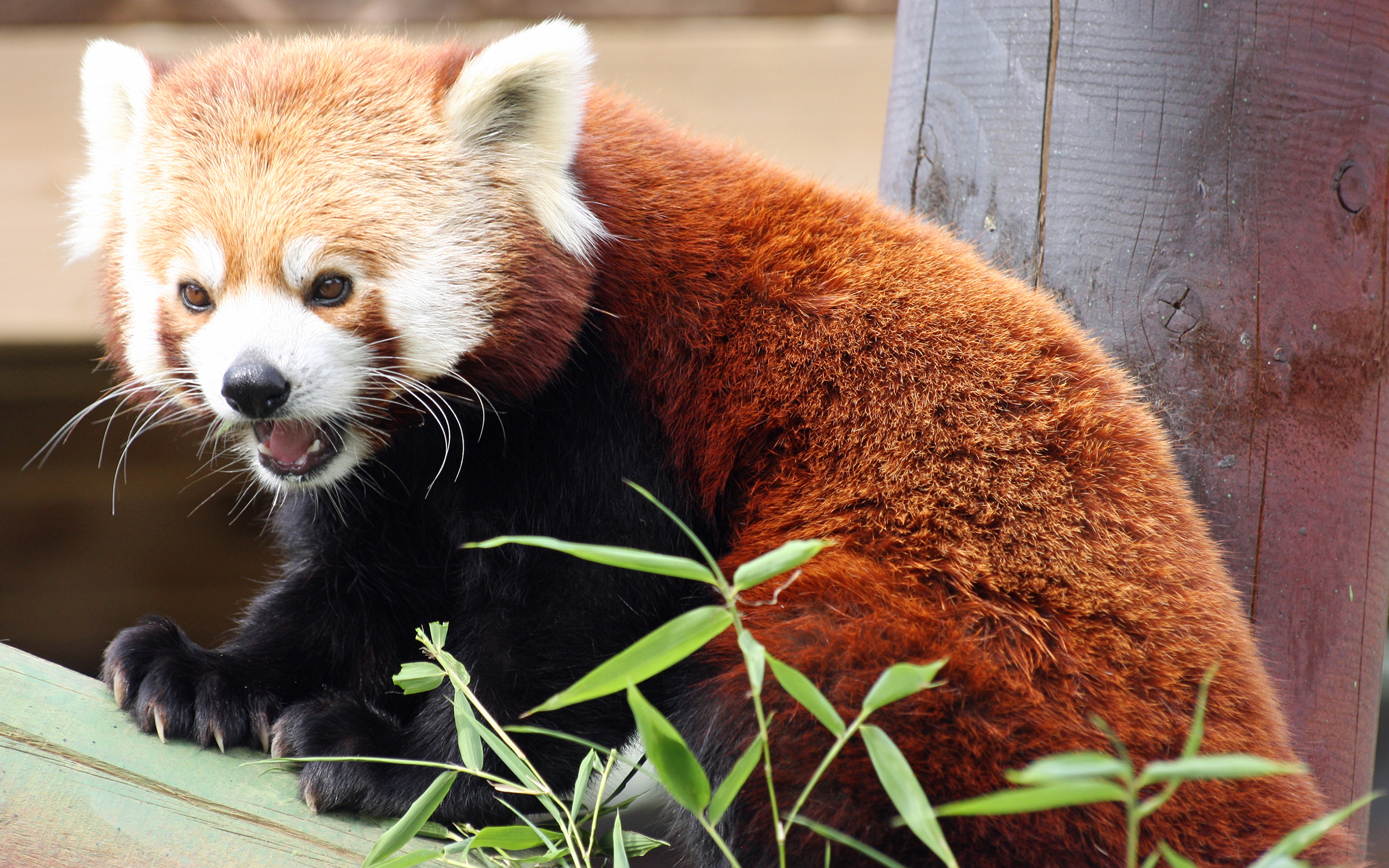 壁紙 3840x2400 竹 パンダ レッサーパンダ Firefox 動物のスナウト 動物 ダウンロード 写真