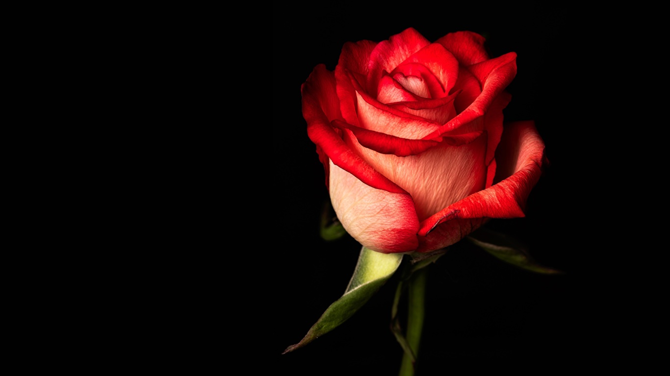 Images Red Roses flower Closeup Black background 1366x768