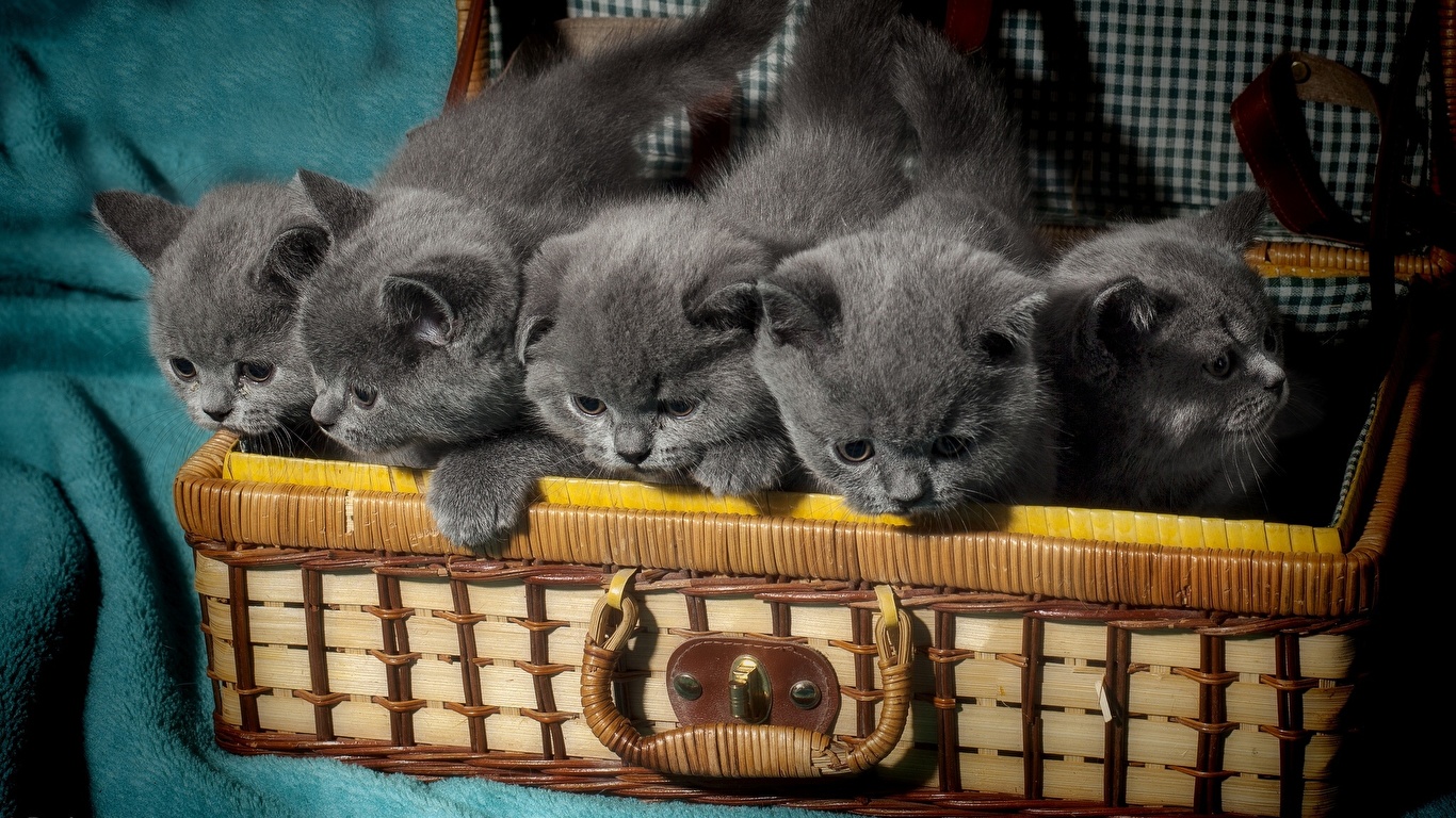 Image Animal British Shorthair Cats Suitcase Kittens Grey 1366x768