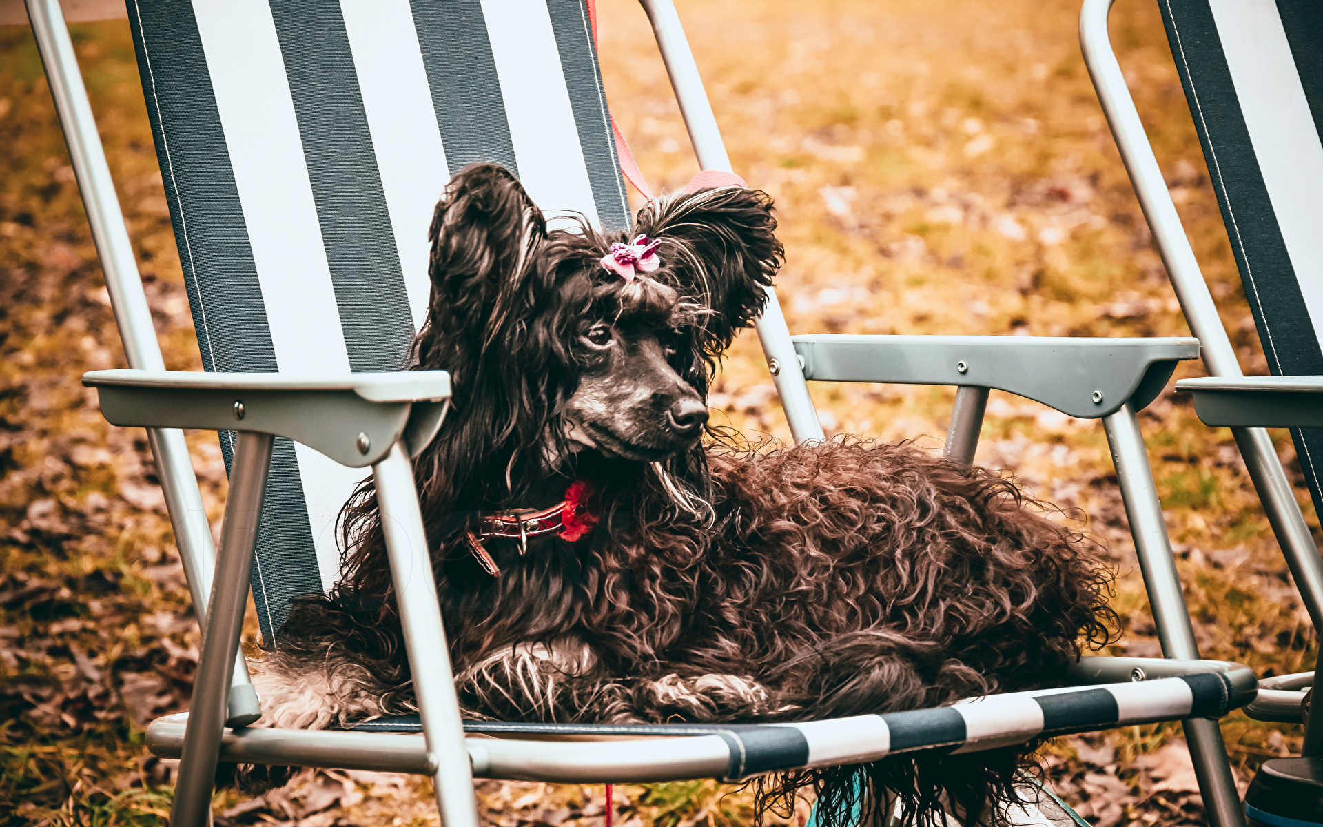 Animal chairs. Собака на стуле. Собака в табуретке. Стулья животные. Стул для животных.