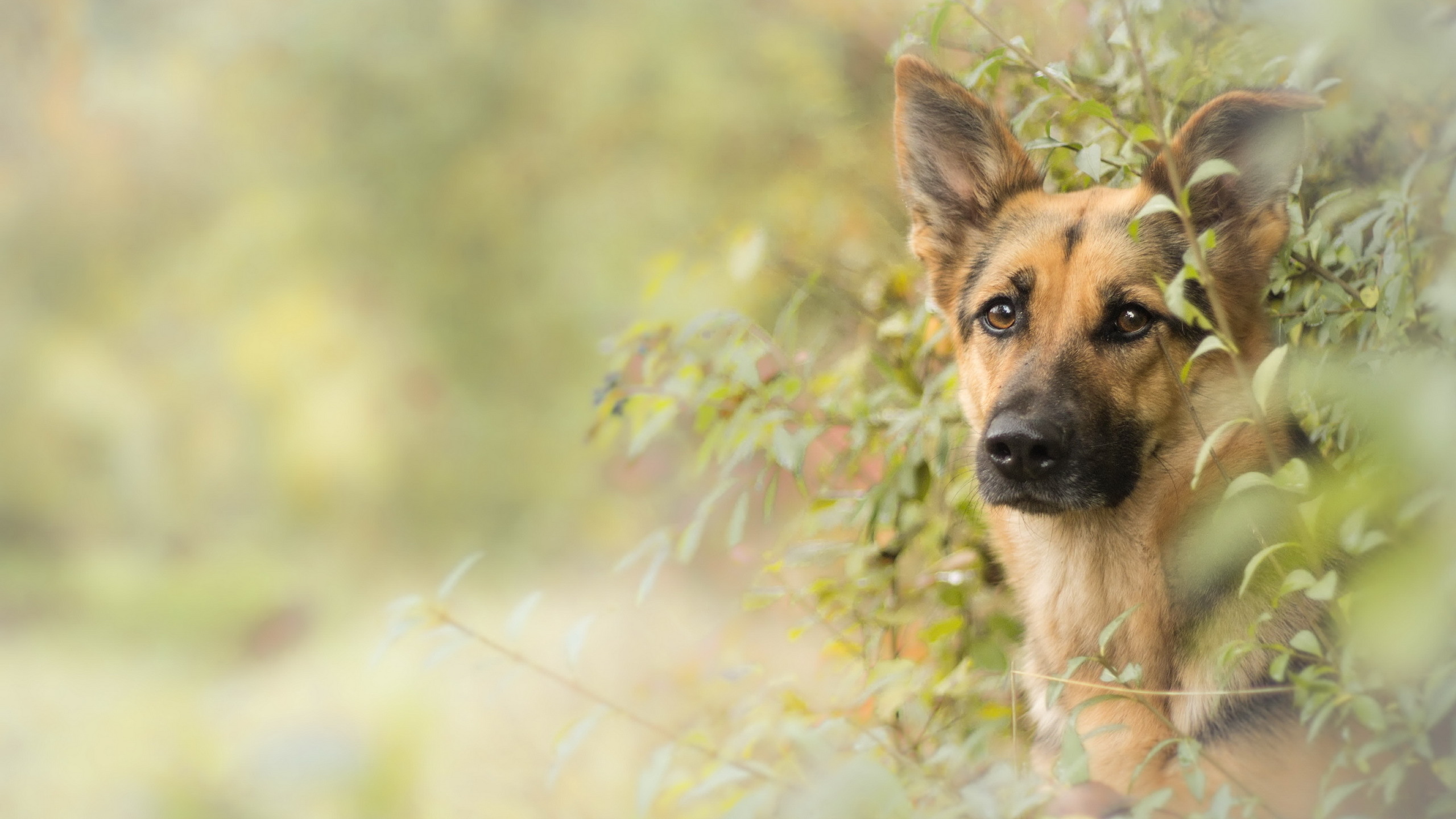 壁紙 2560x1440 イヌ シェパード犬 動物 ダウンロード 写真