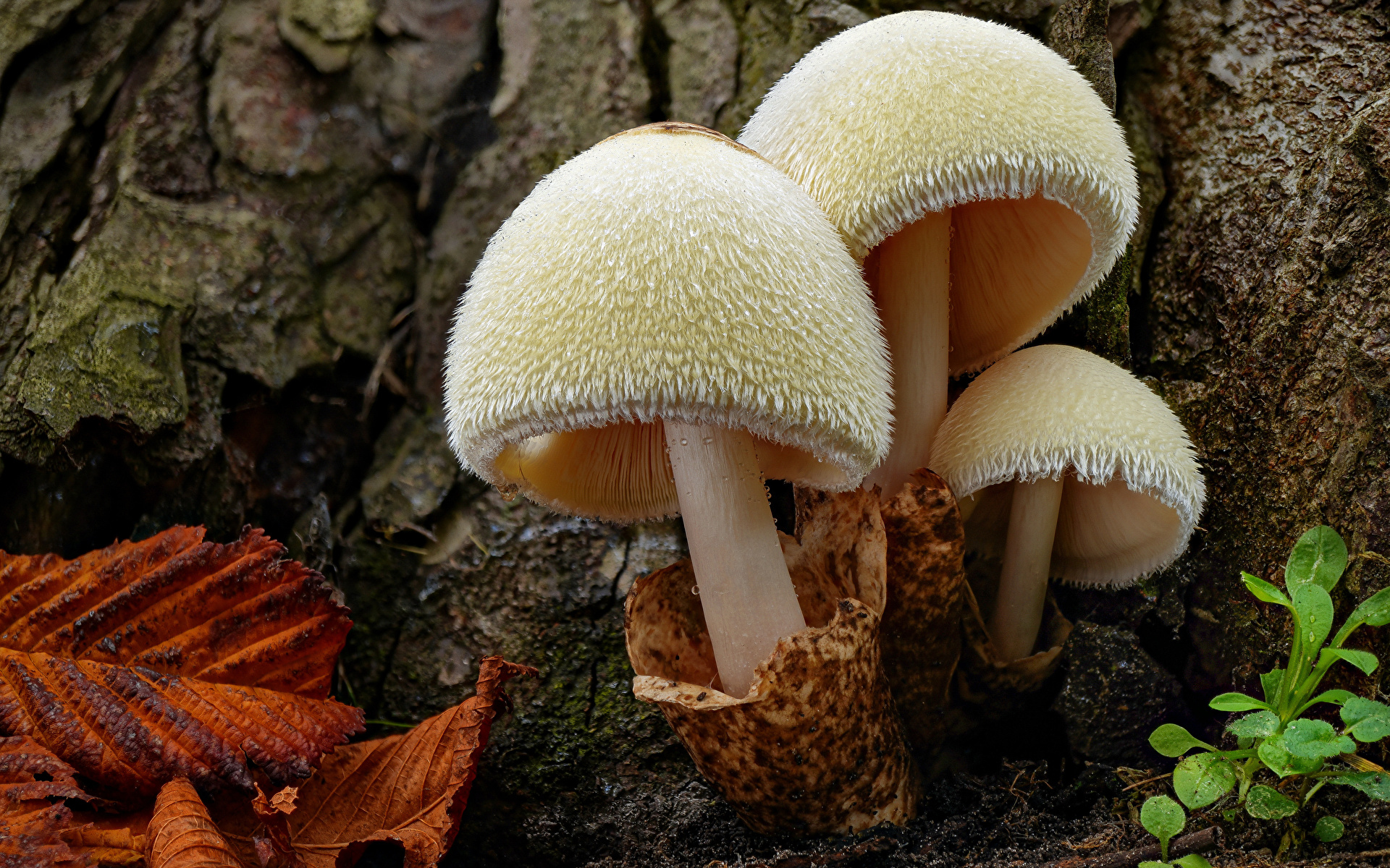 Fondos de Pantalla 1920x1200 Hongos naturaleza De cerca volvariella