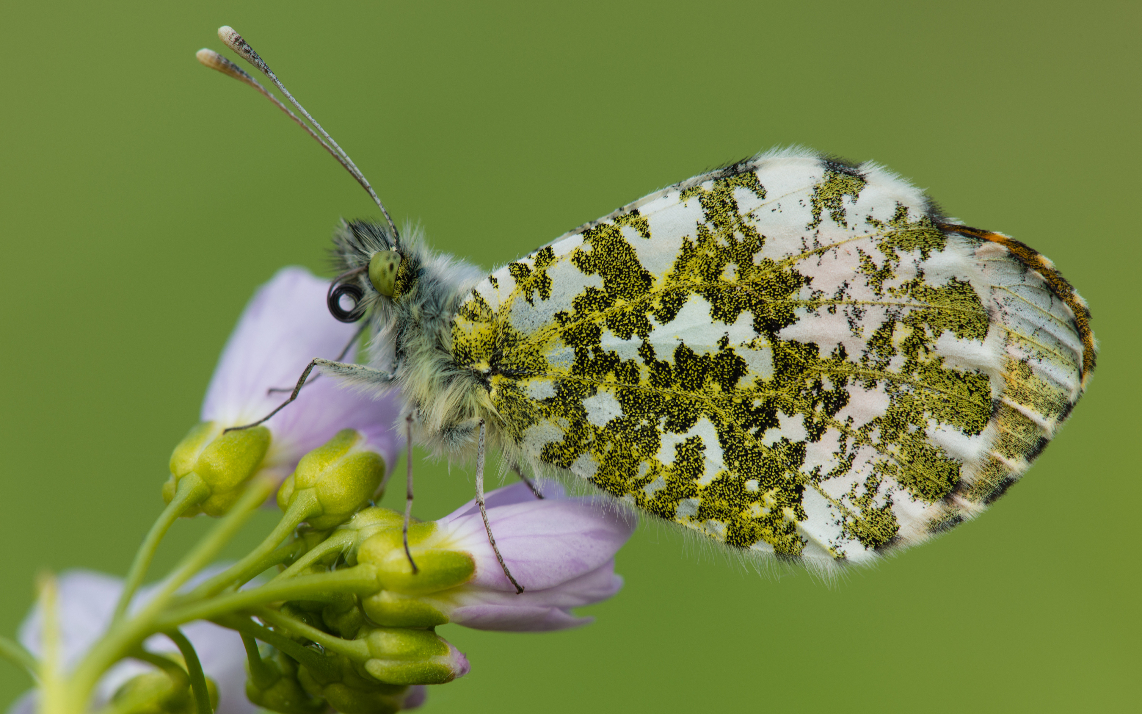 Bilder Insekten Schmetterlinge anthocharis cardamines ein Tier Großansicht 3840x2400 Schmetterling Tiere hautnah Nahaufnahme