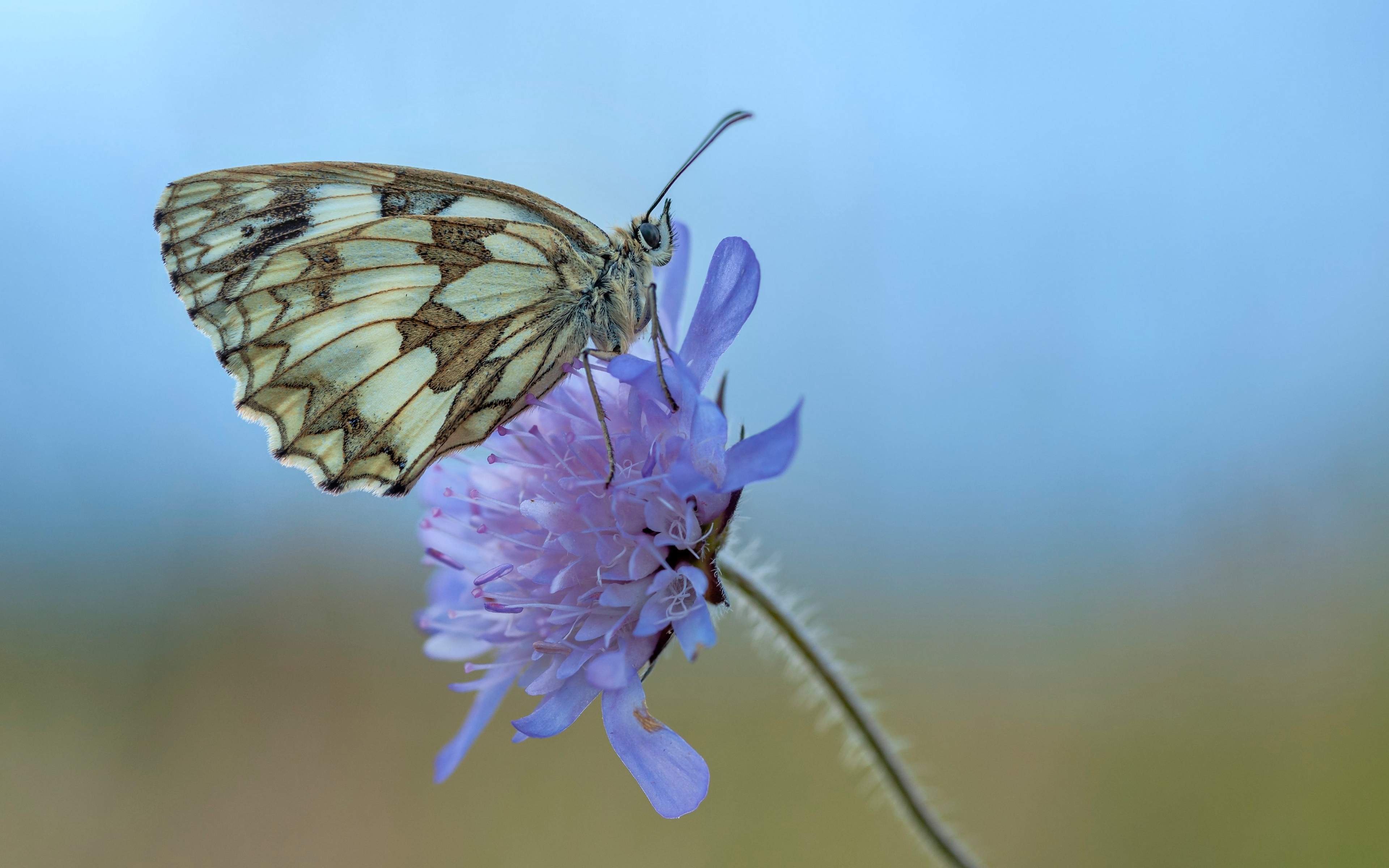 Images Insects butterfly Marbled White Closeup Animals 3840x2400