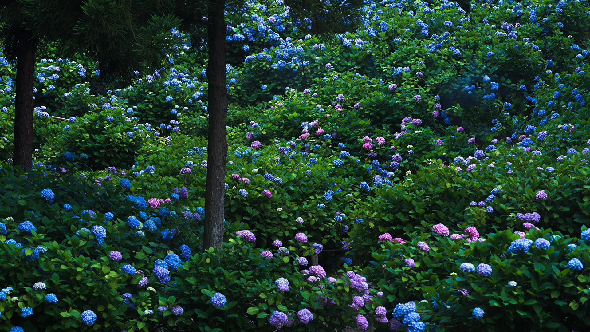 壁紙 19x1080 日本 京都市 庭園 繡球 樹幹 花卉 下载 照片