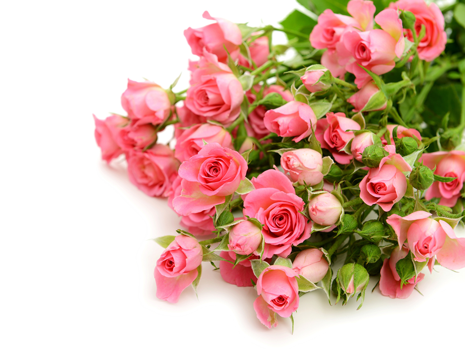 1600x1200 Rosas Muchas Rosa color flor, rosa Flores