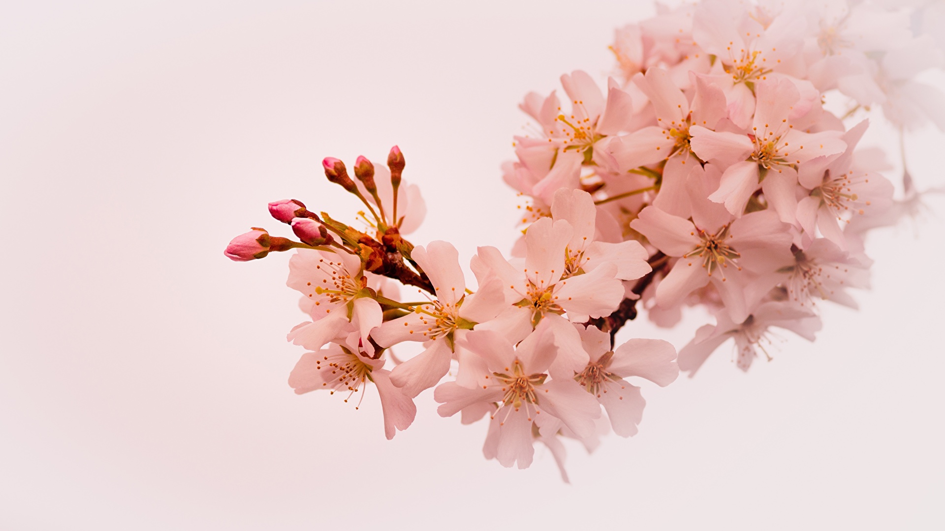 壁紙 19x1080 花の咲く木 春 枝 サクラ 自然 ダウンロード 写真
