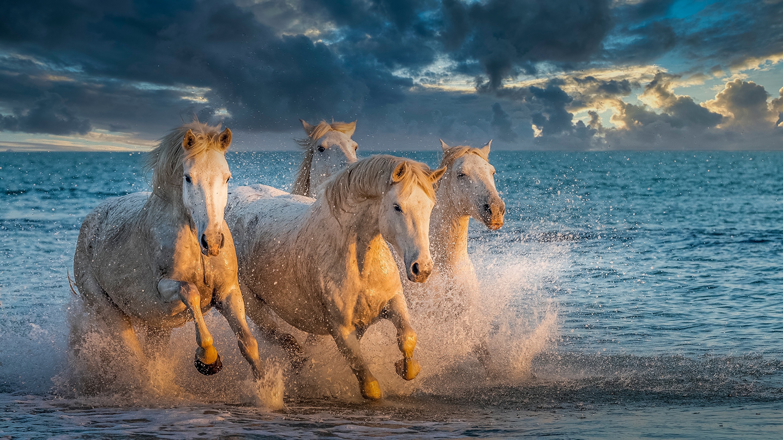 Jogo Do Cavalo Selvagem De Bacia De Lavagem Da Areia Foto de Stock - Imagem  de furo, cavalos: 49524104
