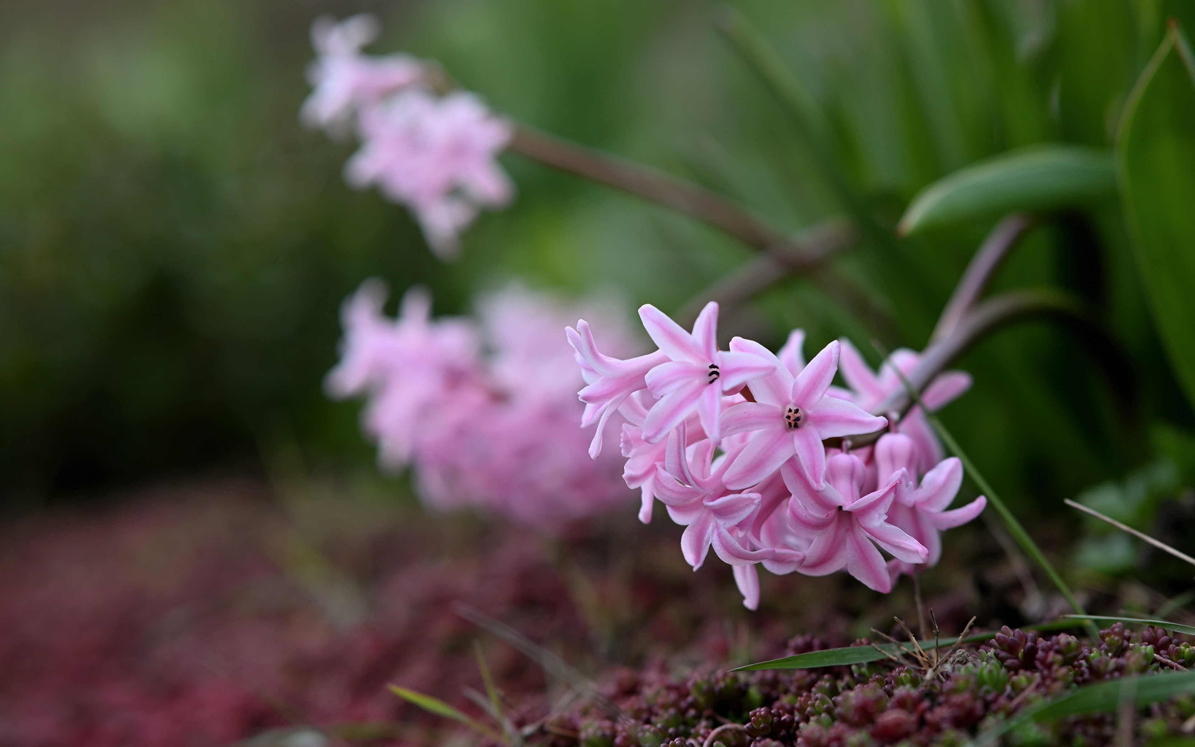 Foto Bokeh Rosa Farbe Blumen Hyazinthen 3840x2400 unscharfer Hintergrund Blüte