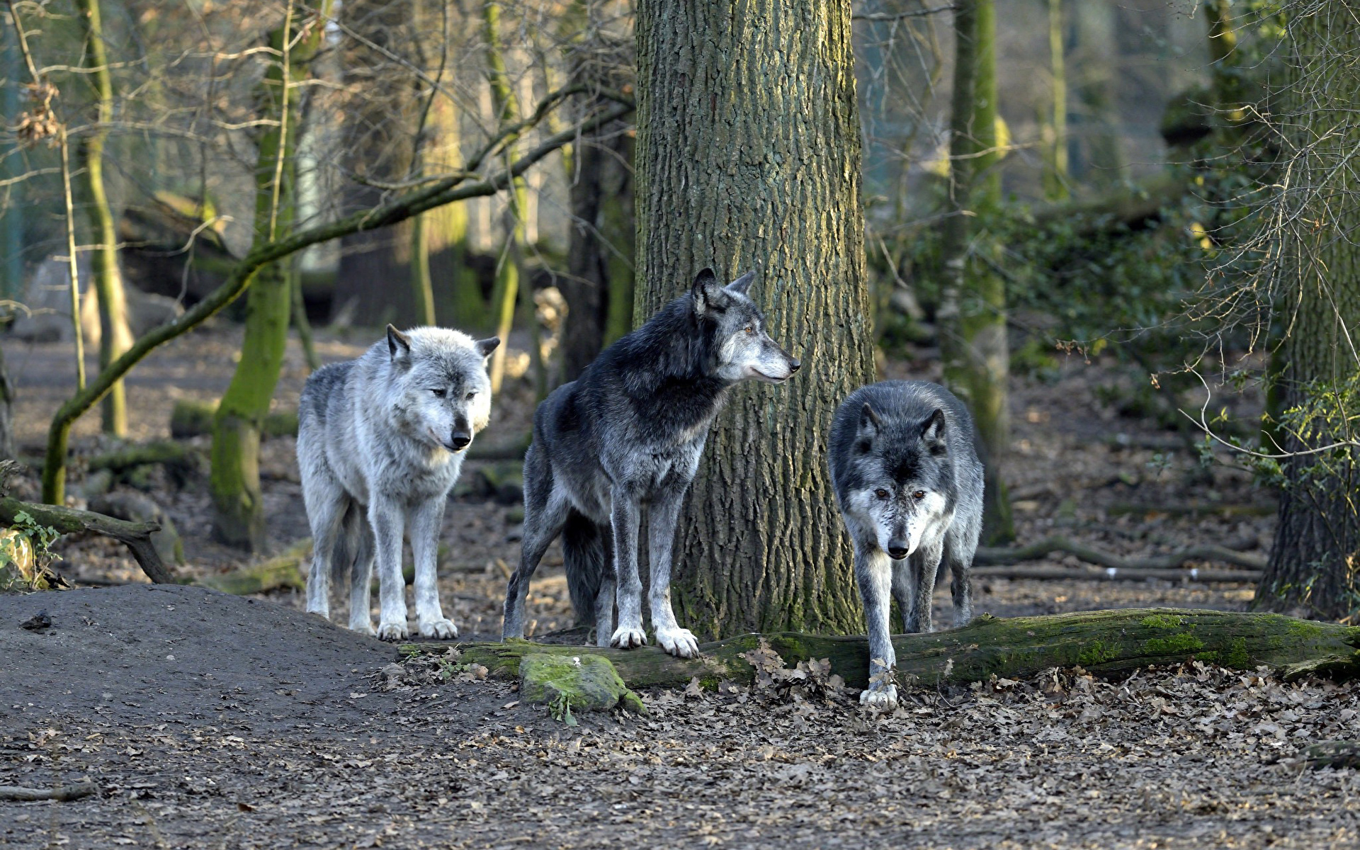 Desktop Wallpapers Wolves forest Three 3 Animals 1920x1200