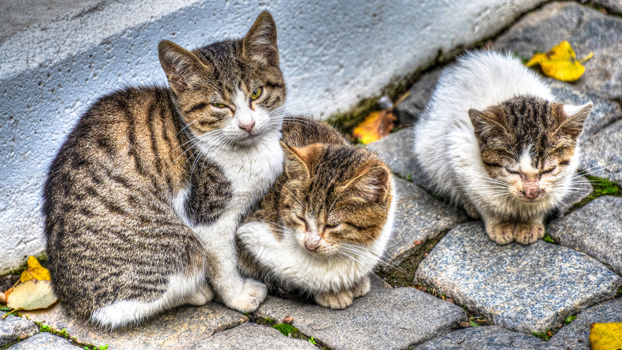 Кошки и т д. Кошка с котятами. Бездомные кошки. Кошечка с котятами.