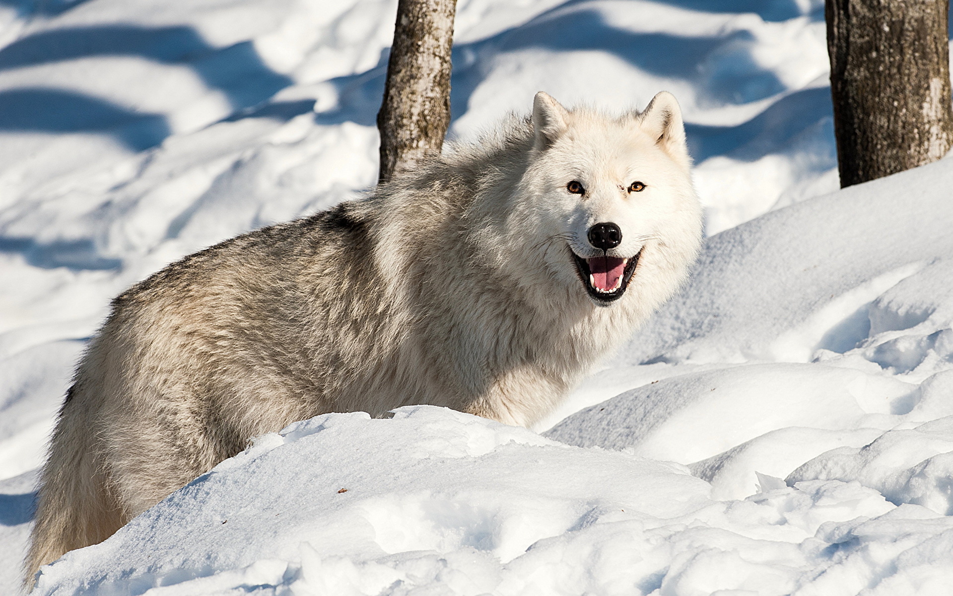 Images Wolves White Snow animal 1920x1200