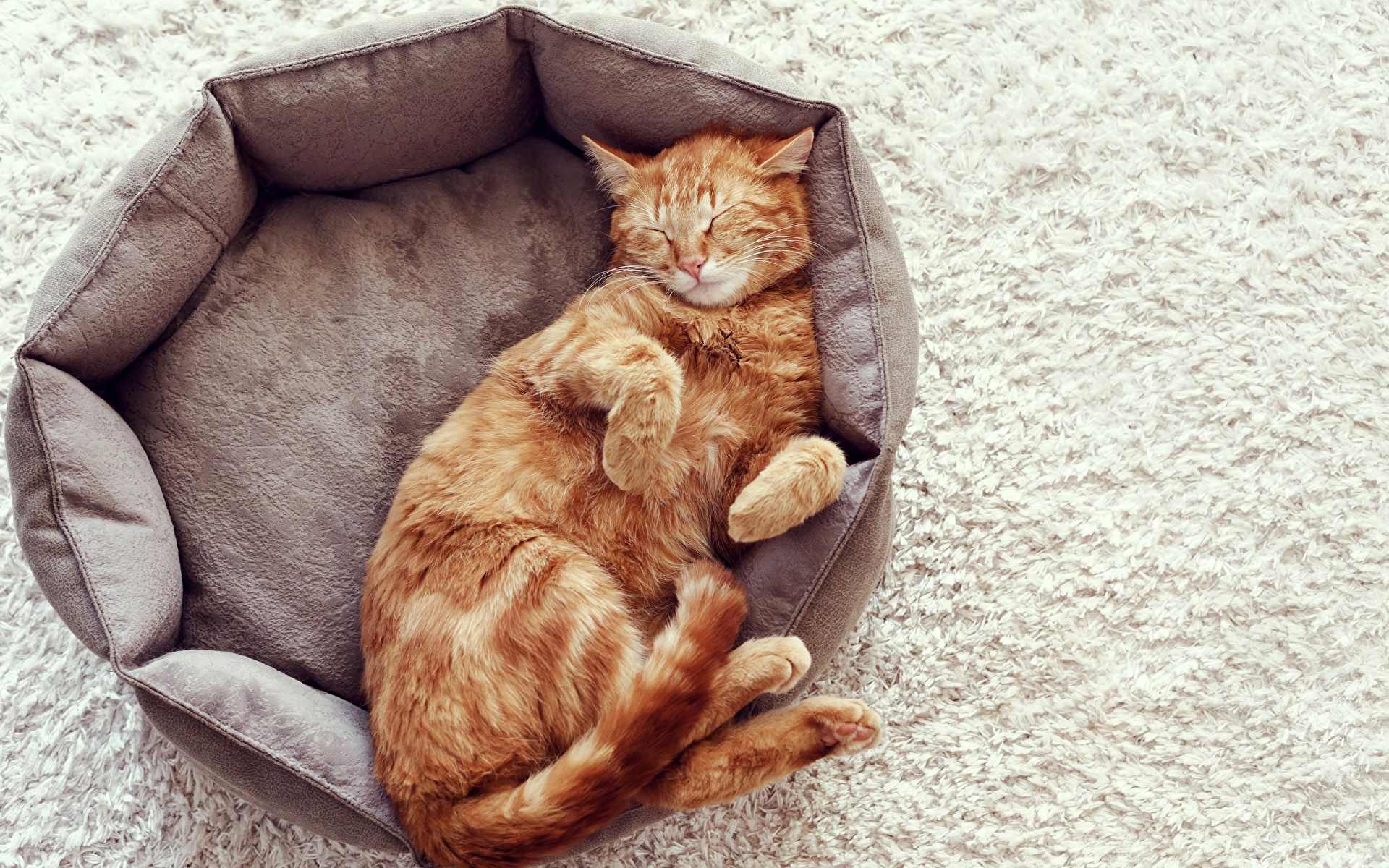 壁紙 19x10 飼い猫 眠る オレンジ色動物 肉球 可愛い 動物 ダウンロード 写真