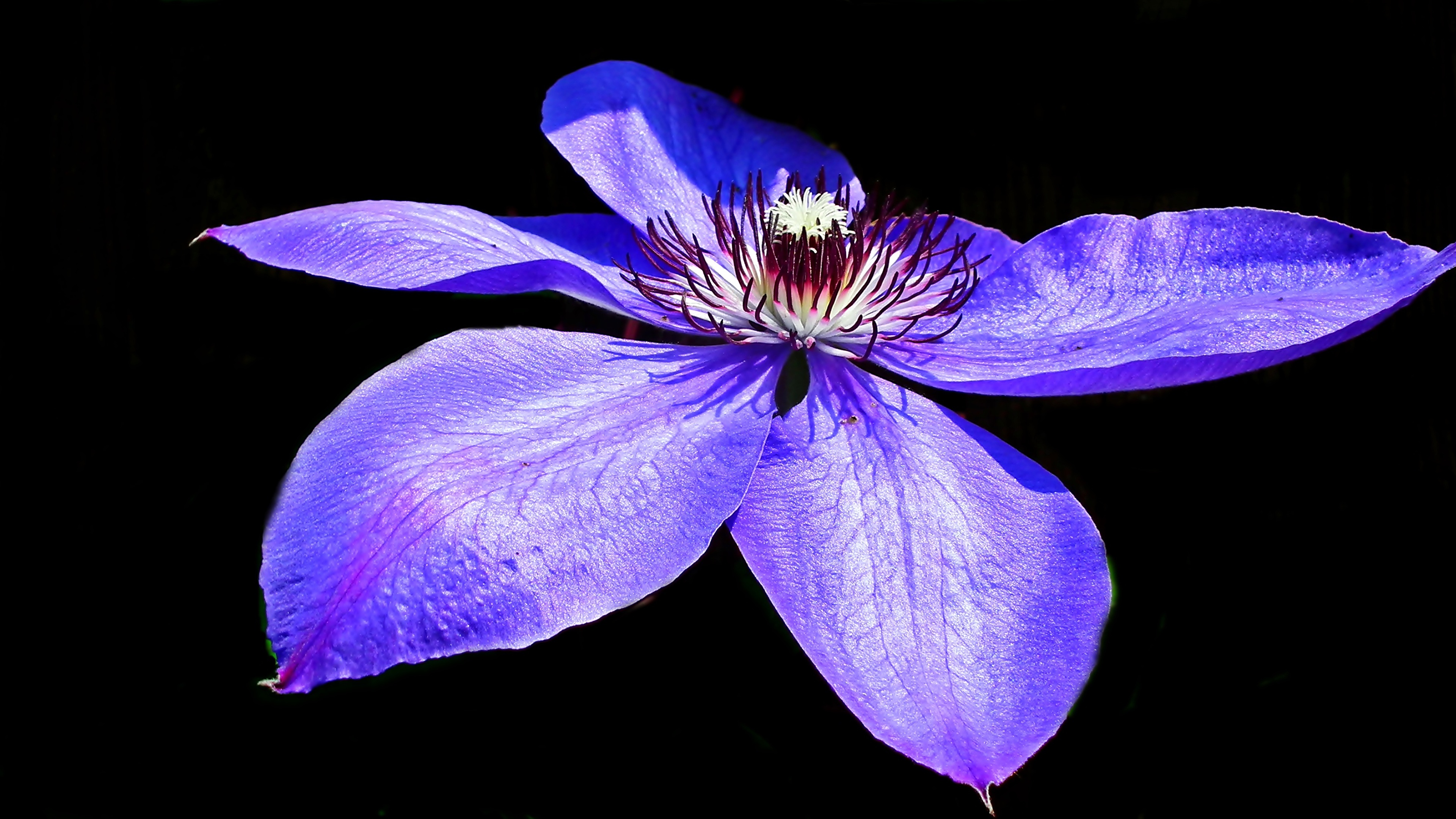 壁紙 3840x2160 クレマチス クローズアップ 黒色背景 花びら 青 菫色 花 ダウンロード 写真