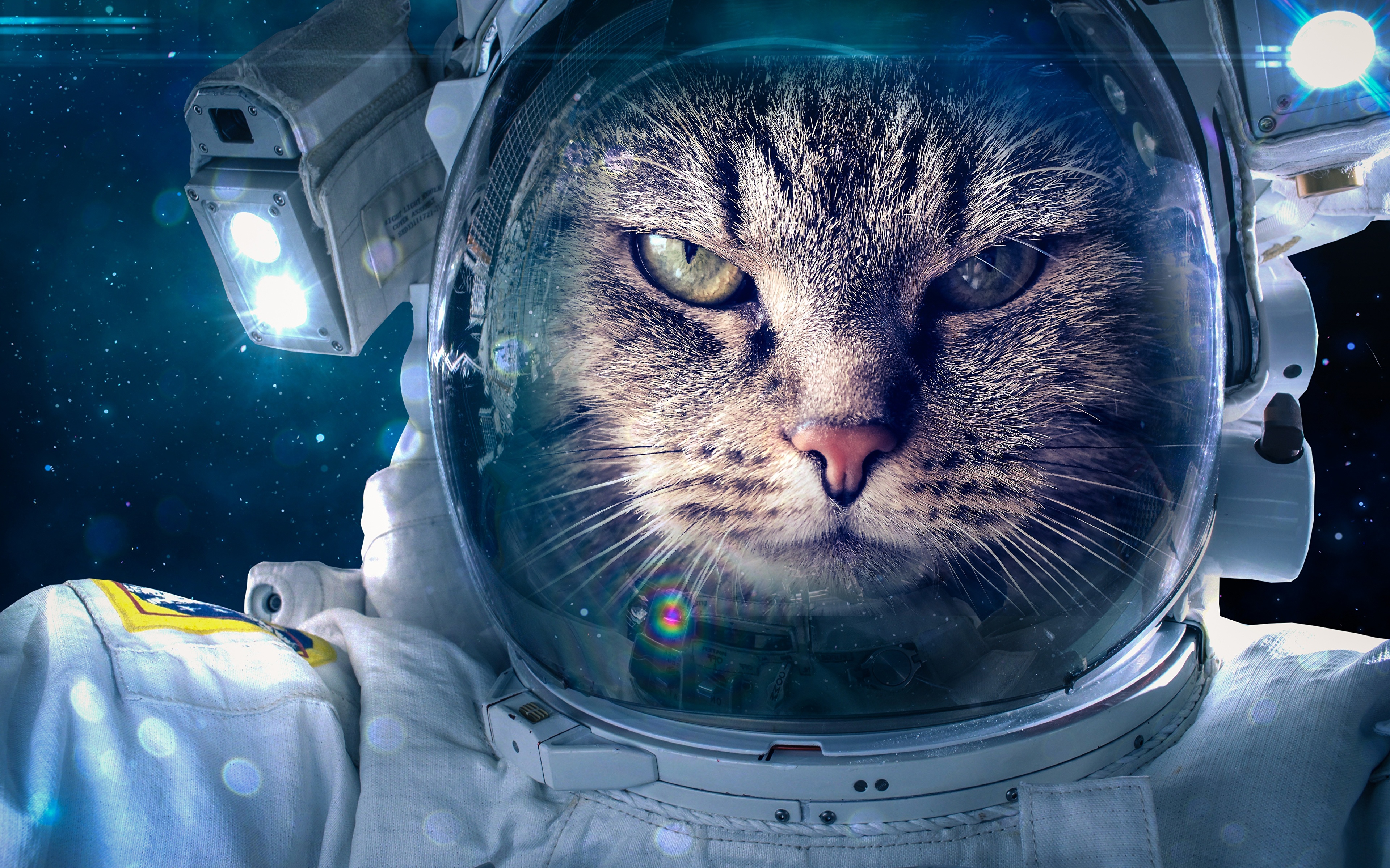 壁紙 3840x2400 飼い猫 宇宙飛行士 おもしろい 動物 ダウンロード 写真