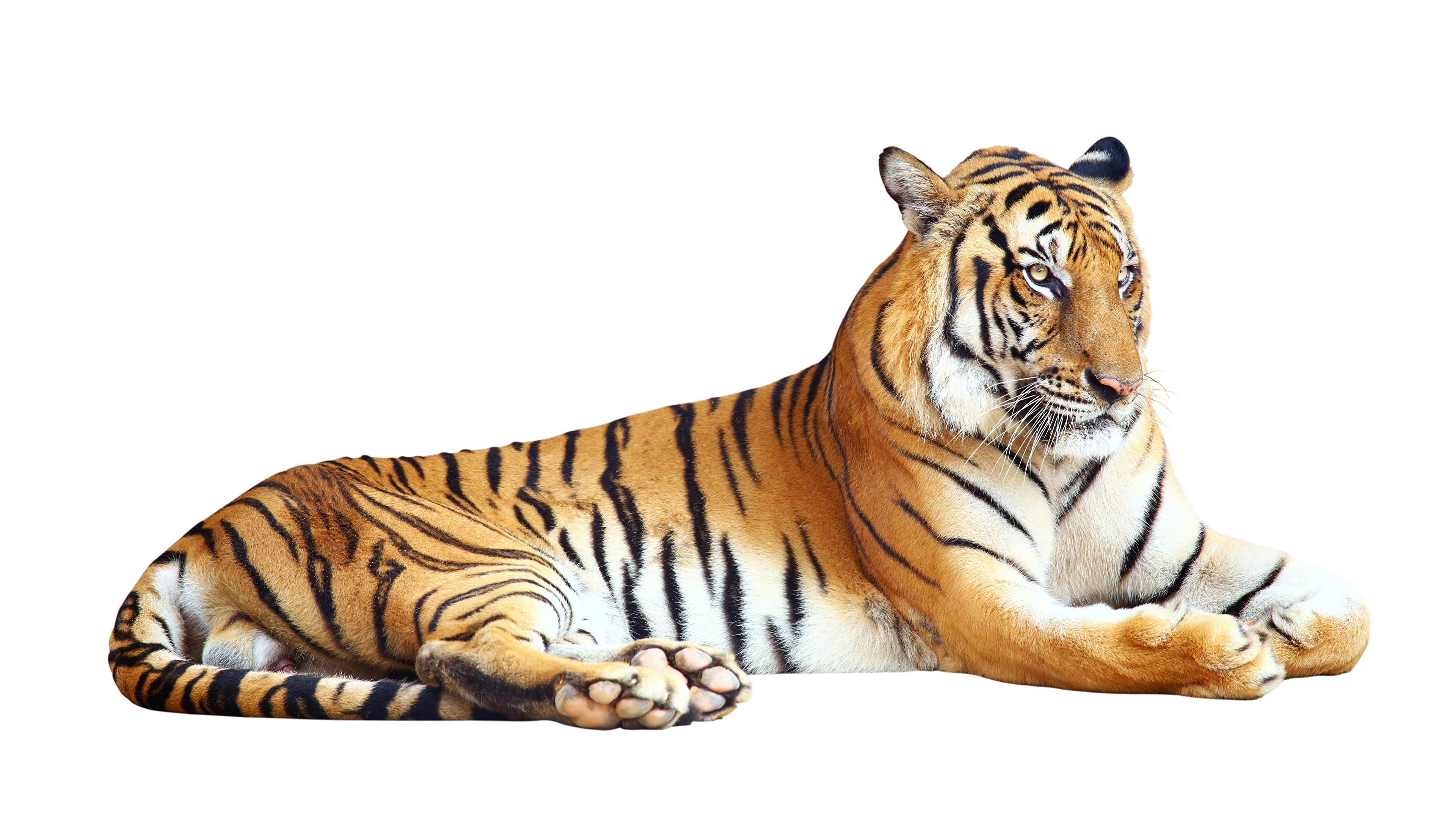 Pictures Tigers Big cats animal White background 3840x2160
