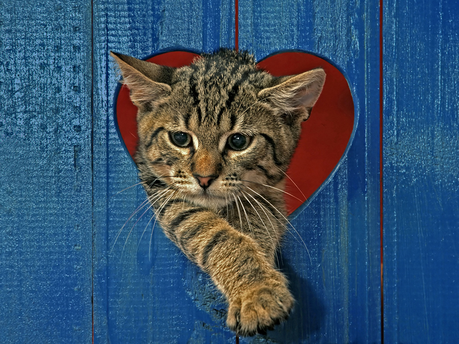 Picture Kittens cat Heart Animals 1600x1200