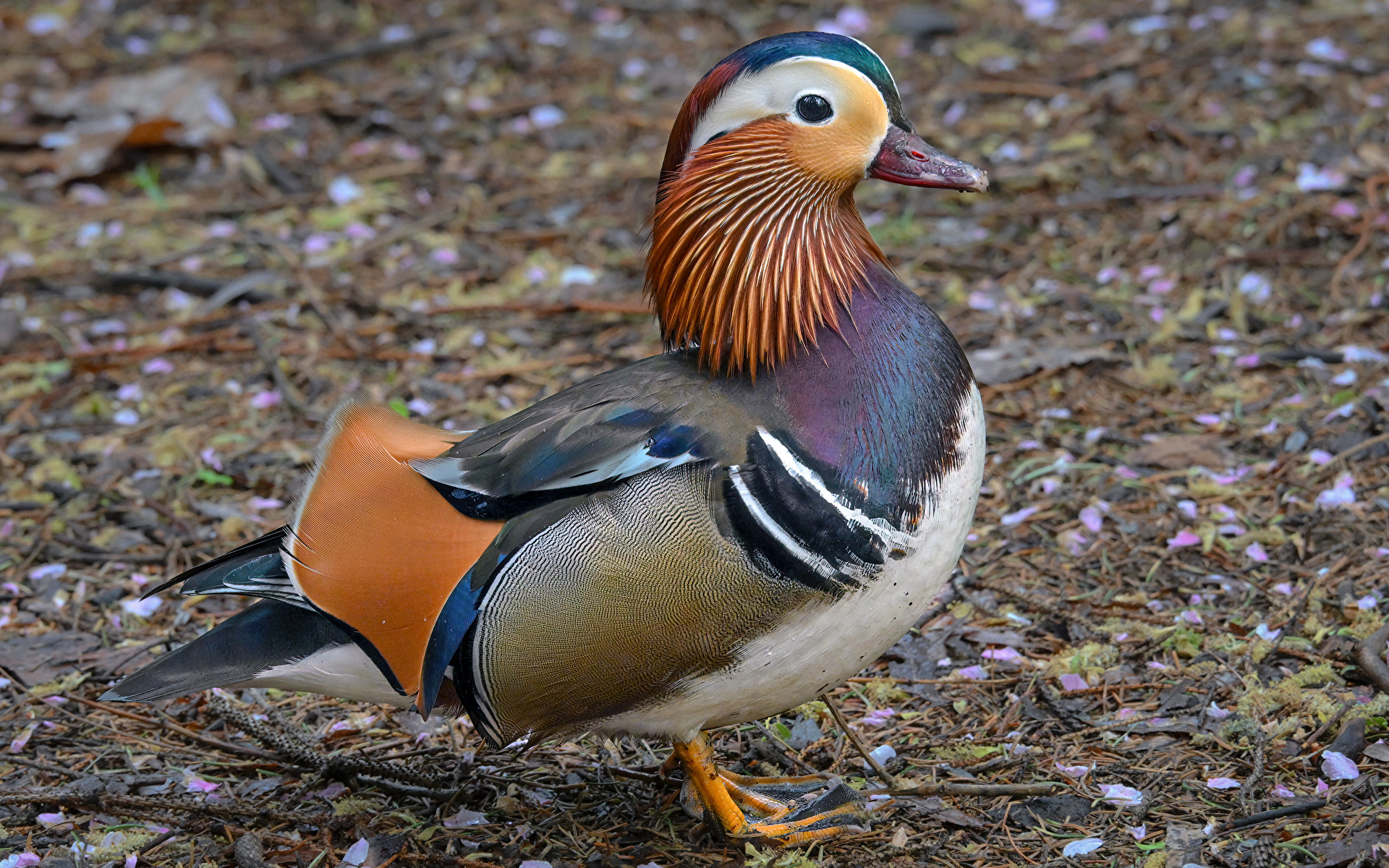 Фото утка mandarin duck Животные Крупным планом 1920x1200