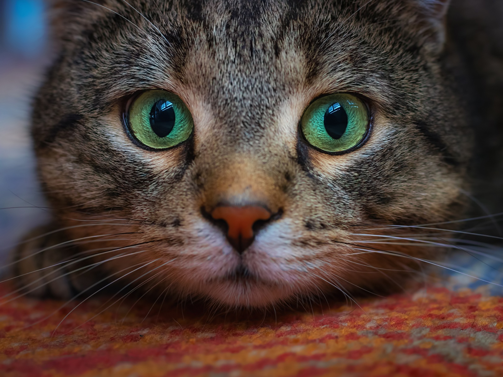 Picture cat Eyes Whiskers Snout Glance Animals 1600x1200