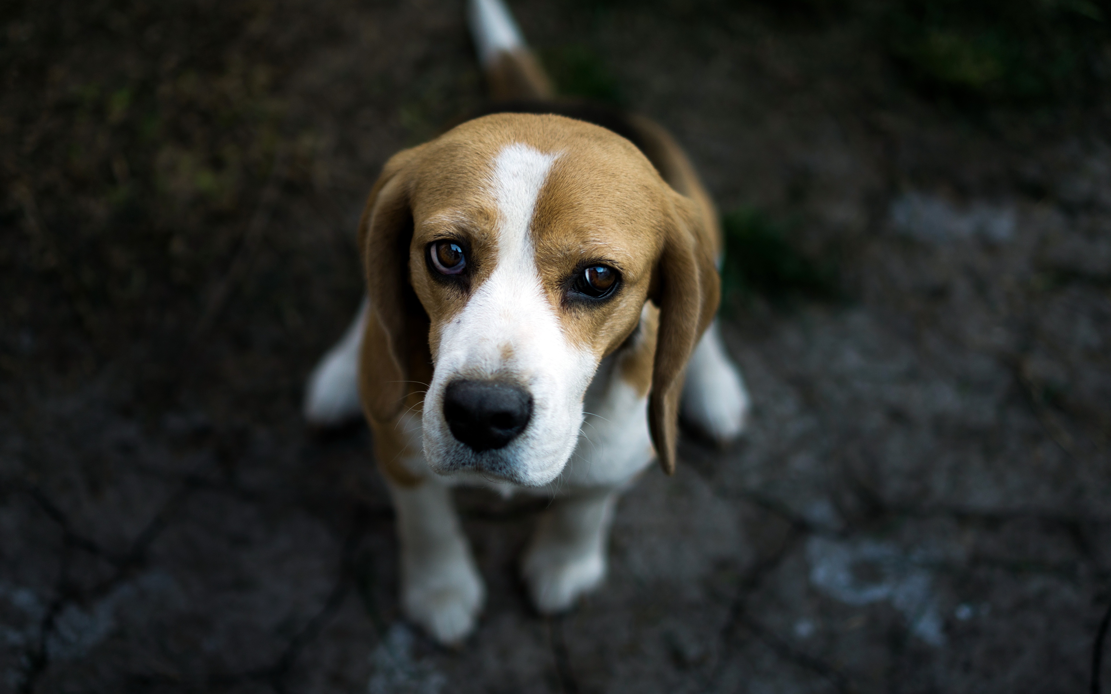 Papeis de parede 3840x2400 Cão Beagle Ver Triste Animalia baixar imagens