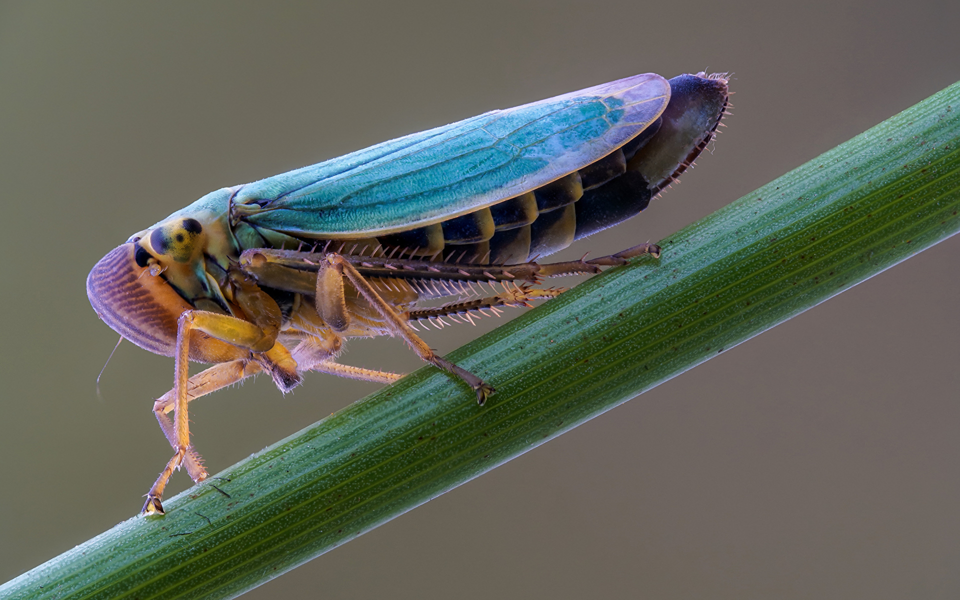 Afbeelding Insecten cicadella viridis Close-up een dier 1920x1200 Dieren van dichtbij