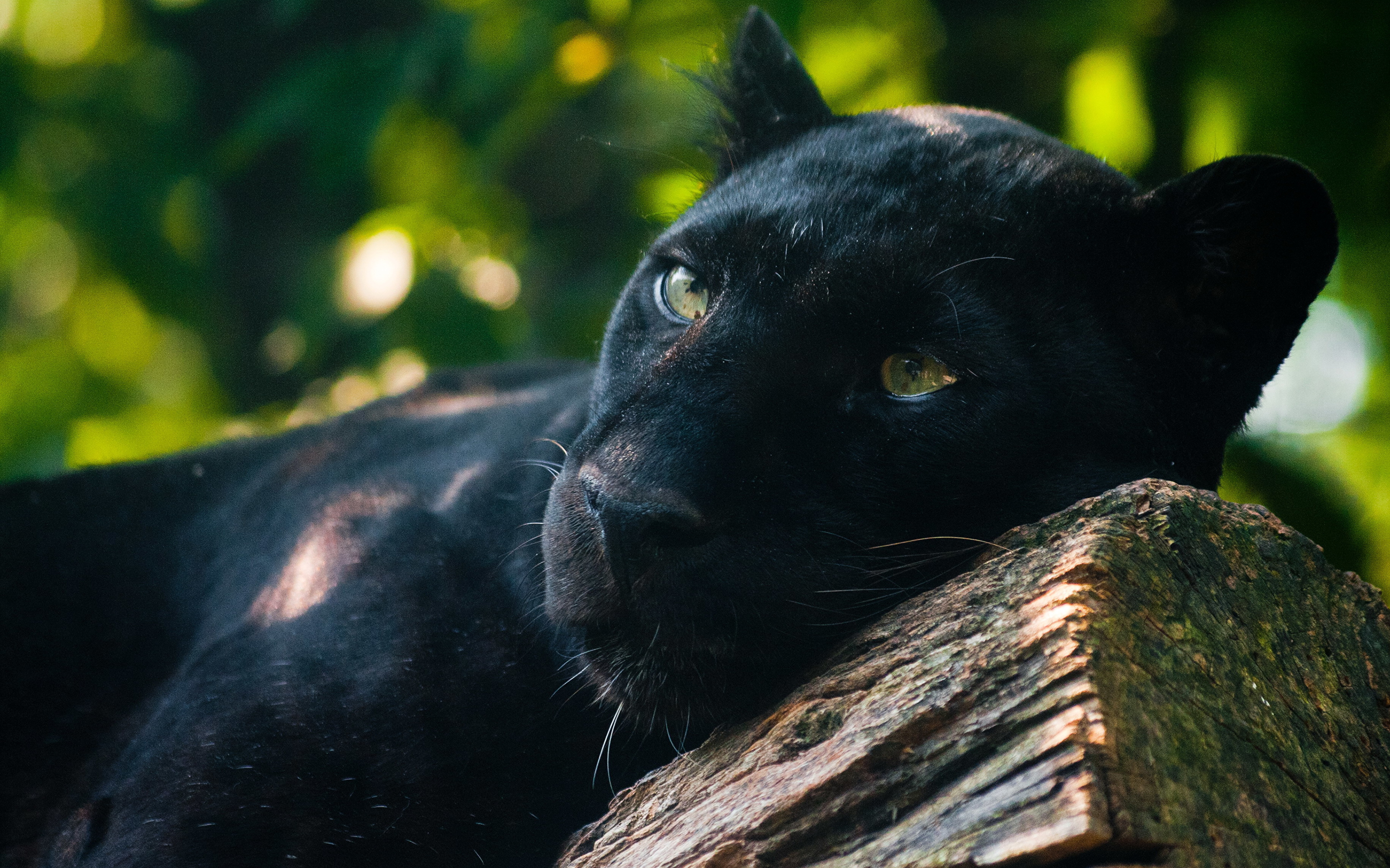 Fondos de Pantalla 3840x2400 Grandes felinos Pantera negra Animalia  descargar imagenes