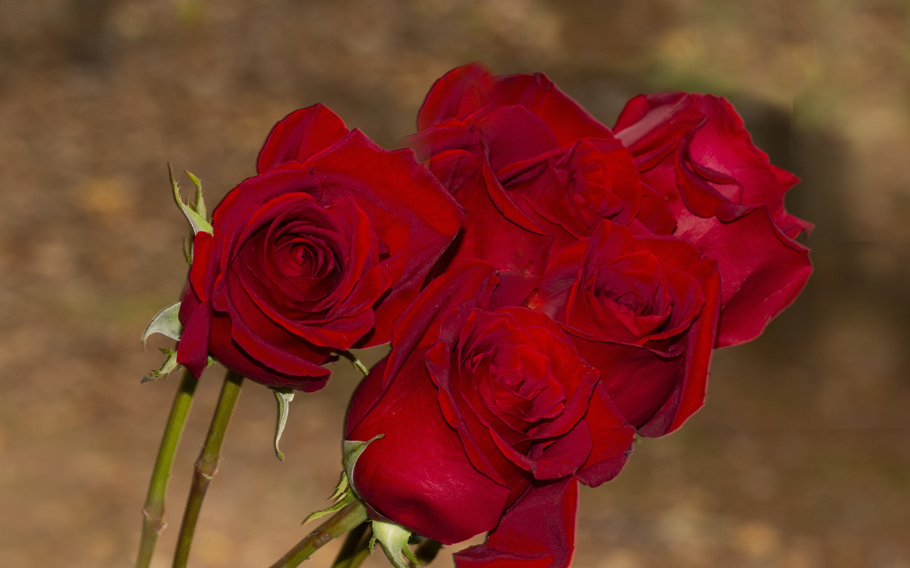 Алые розы мп3. Красные розы. Букет алых роз. Букет красных роз. Красивые Алые розы.
