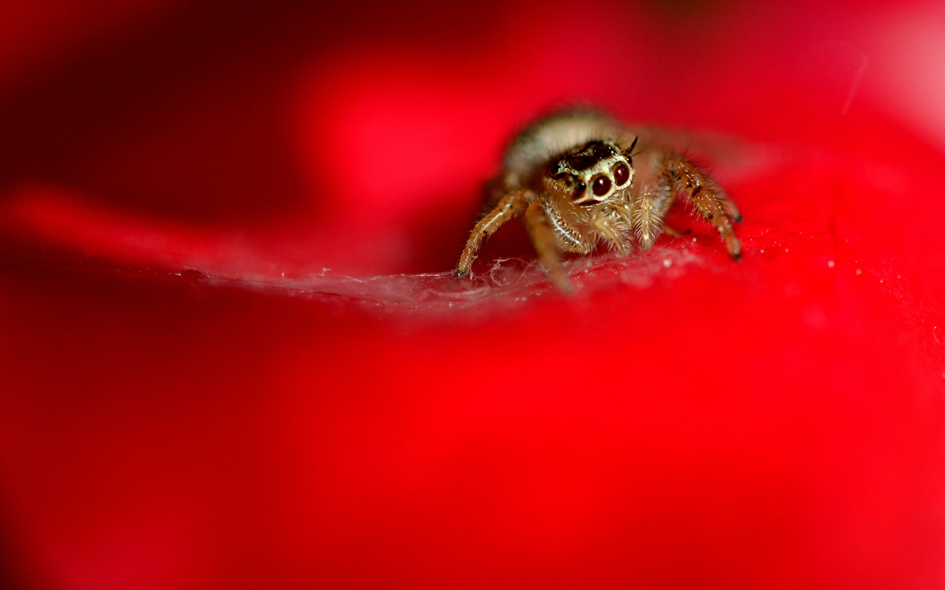 Foton Hoppspindlar spindel Leddjur Djur 1920x1200 Spindlar