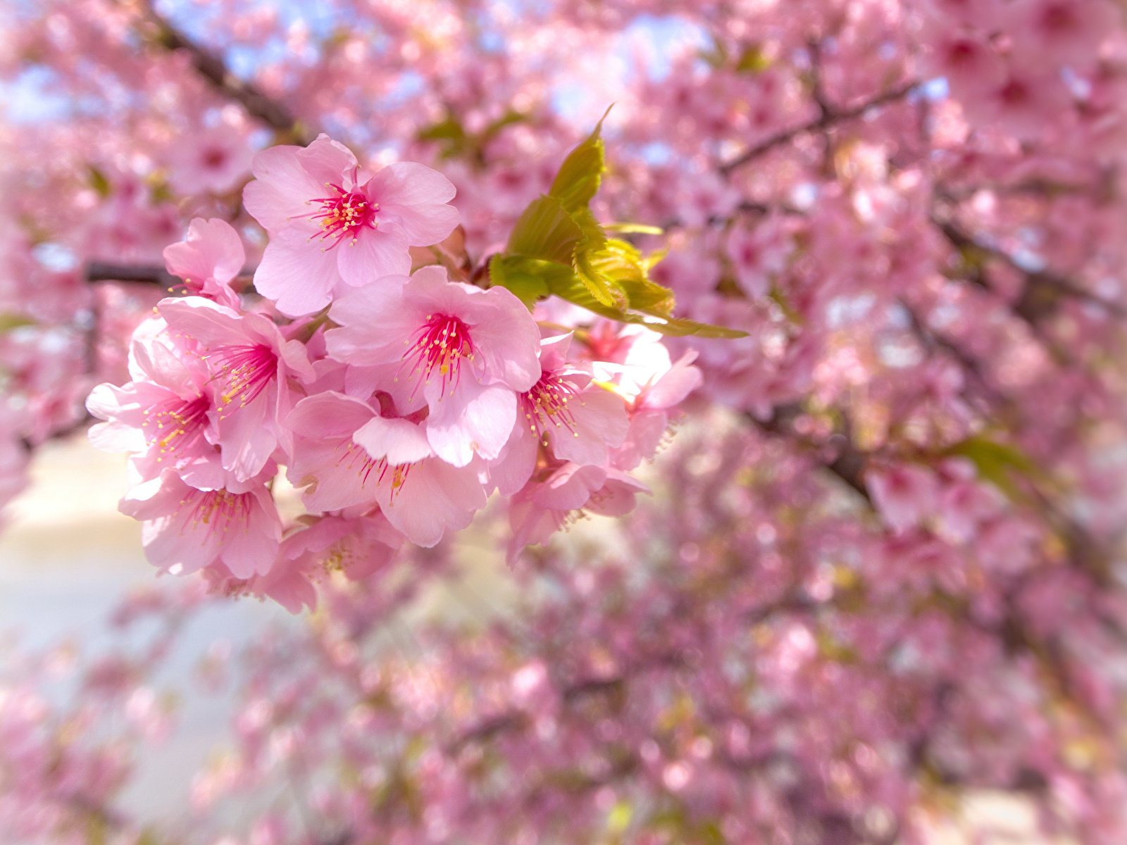 1600x1200 De perto Arvores floridas Sakura Cor-de-rosa flor Flores