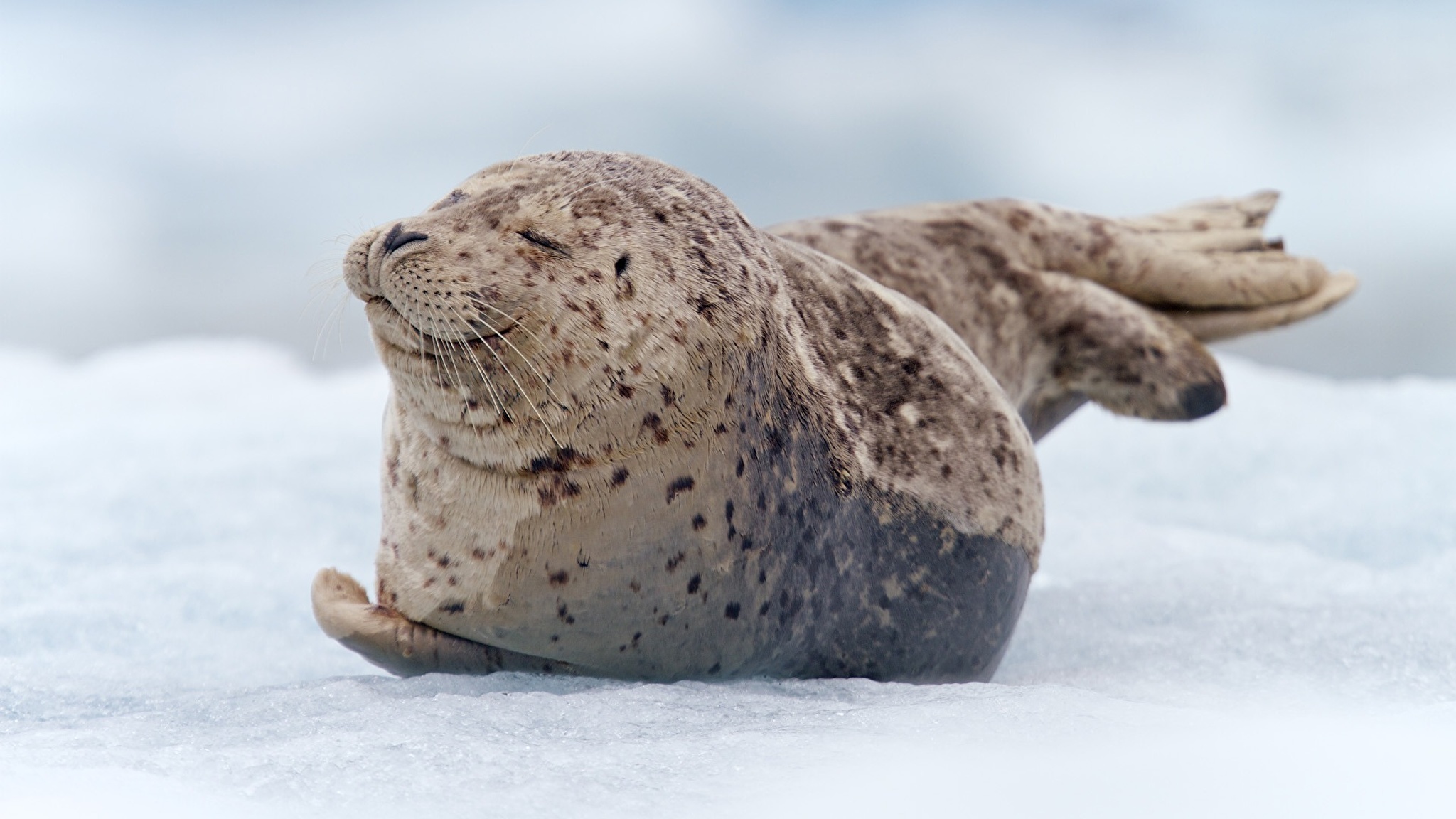 Нерпа ноутбуки. Моржи тюлени морские котики. Тюлень морской заяц. Тюлени морские котики нерпы моржи. Морской заяц в Карском море.