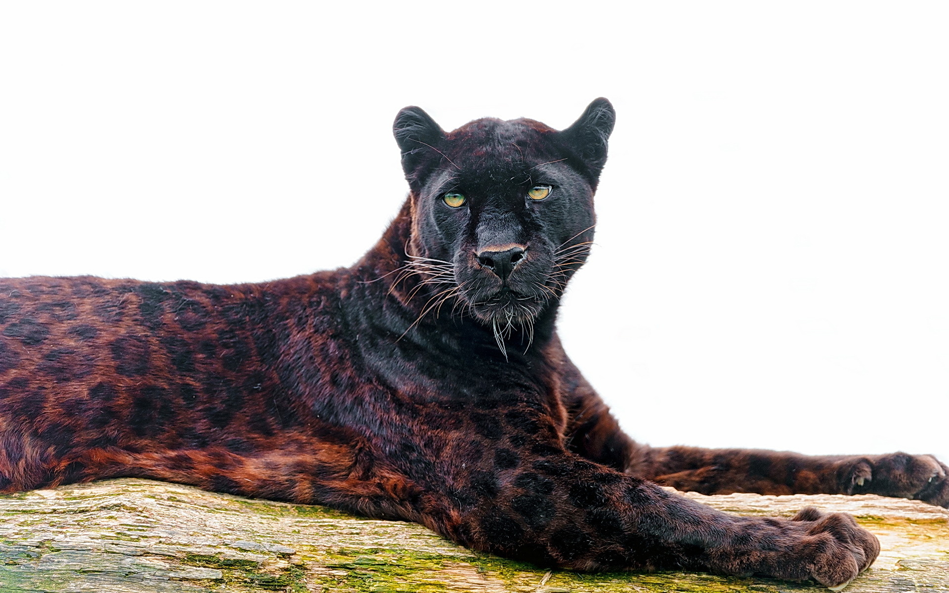 2560x1700 Green Eyes Black Panther Chromebook Pixel HD 4k Wallpapers,  Images, Backgrounds, Photos and Pictures