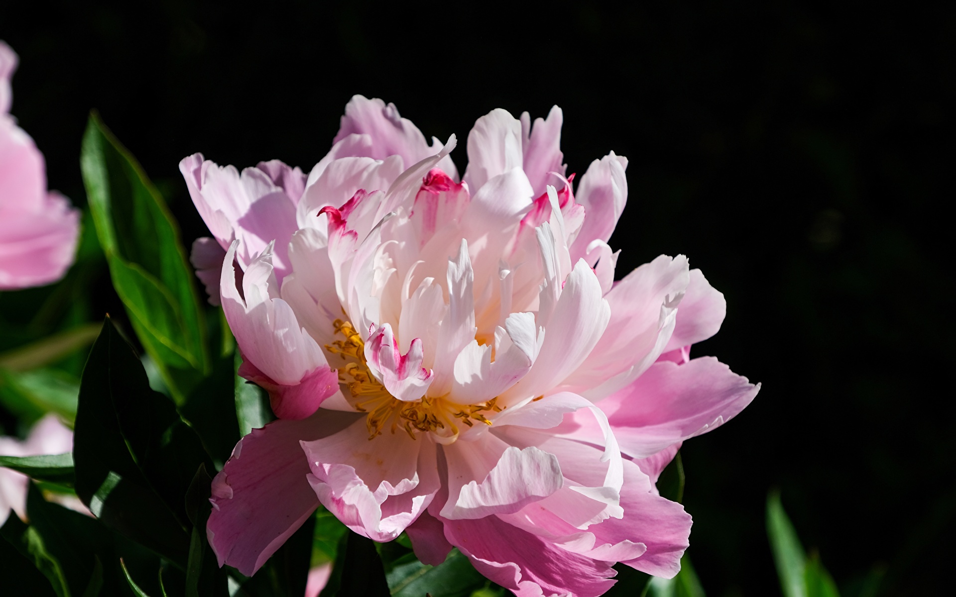 Fotos von Rosa Farbe Blüte Pfingstrosen Großansicht 1920x1200 Blumen hautnah Nahaufnahme